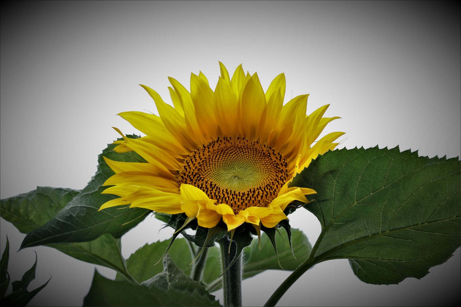 Canon EOS 7D Mark II sample photo. Sunflower, plant, yellow photography