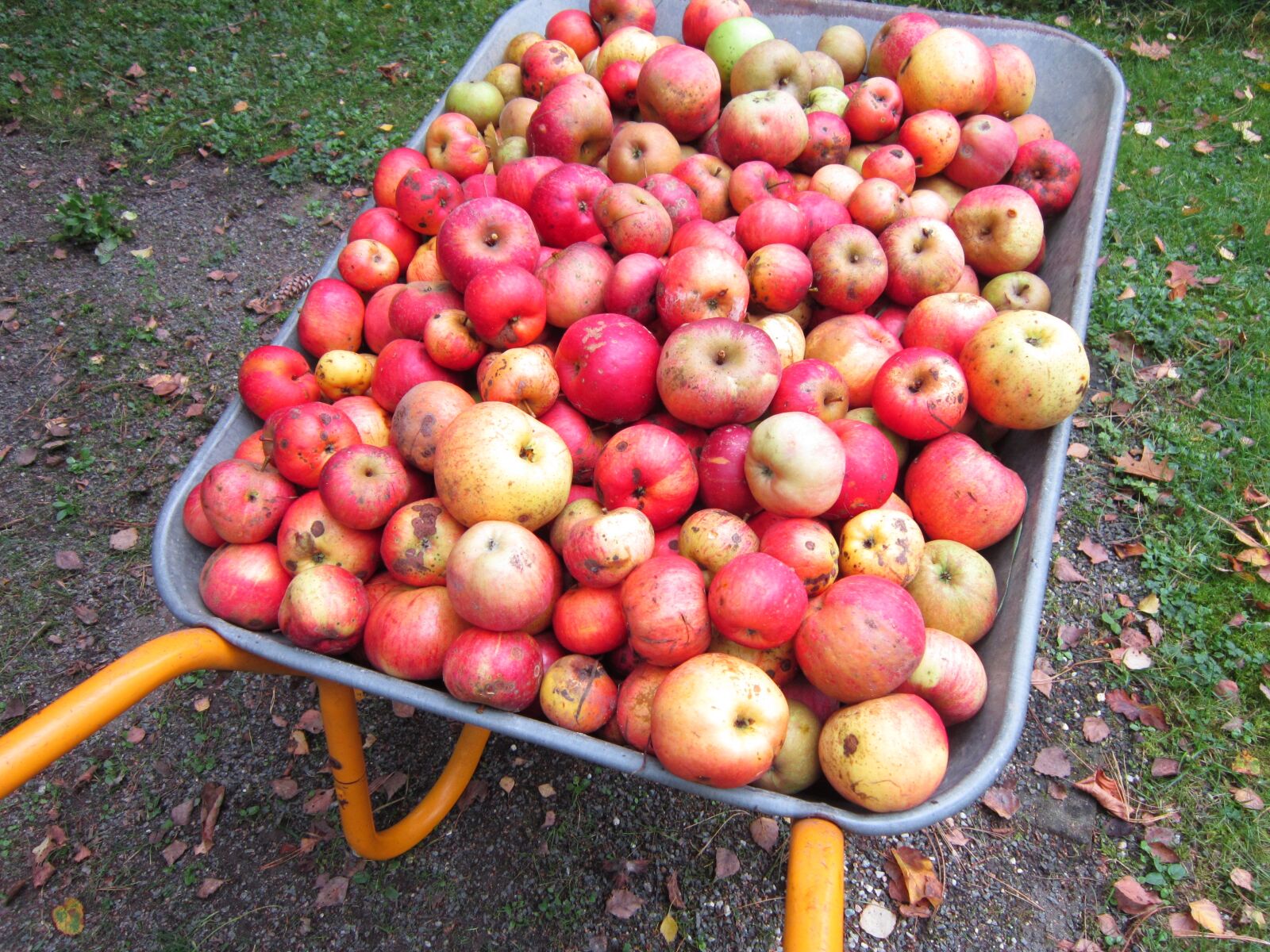 Canon PowerShot A3300 IS sample photo. Apples, barrow, fruits, green photography