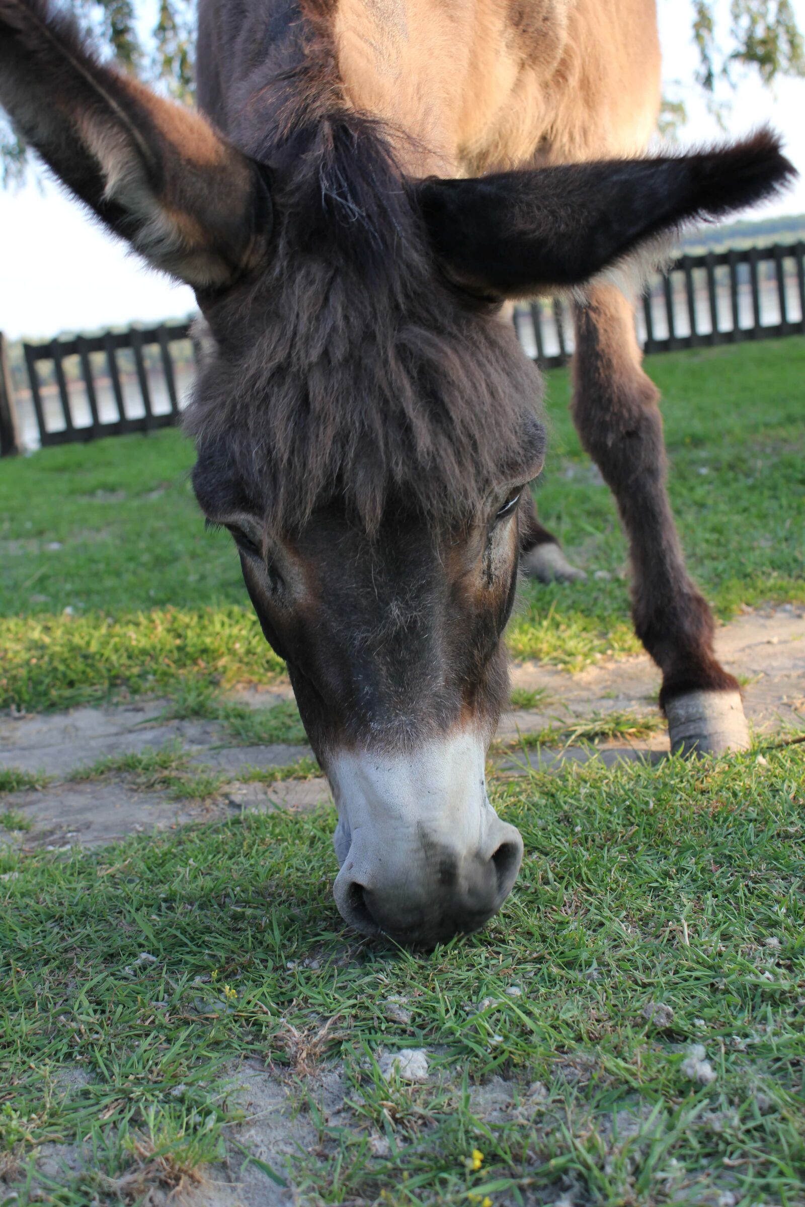 Canon EOS 550D (EOS Rebel T2i / EOS Kiss X4) sample photo. Donkey, head, portrait, field photography