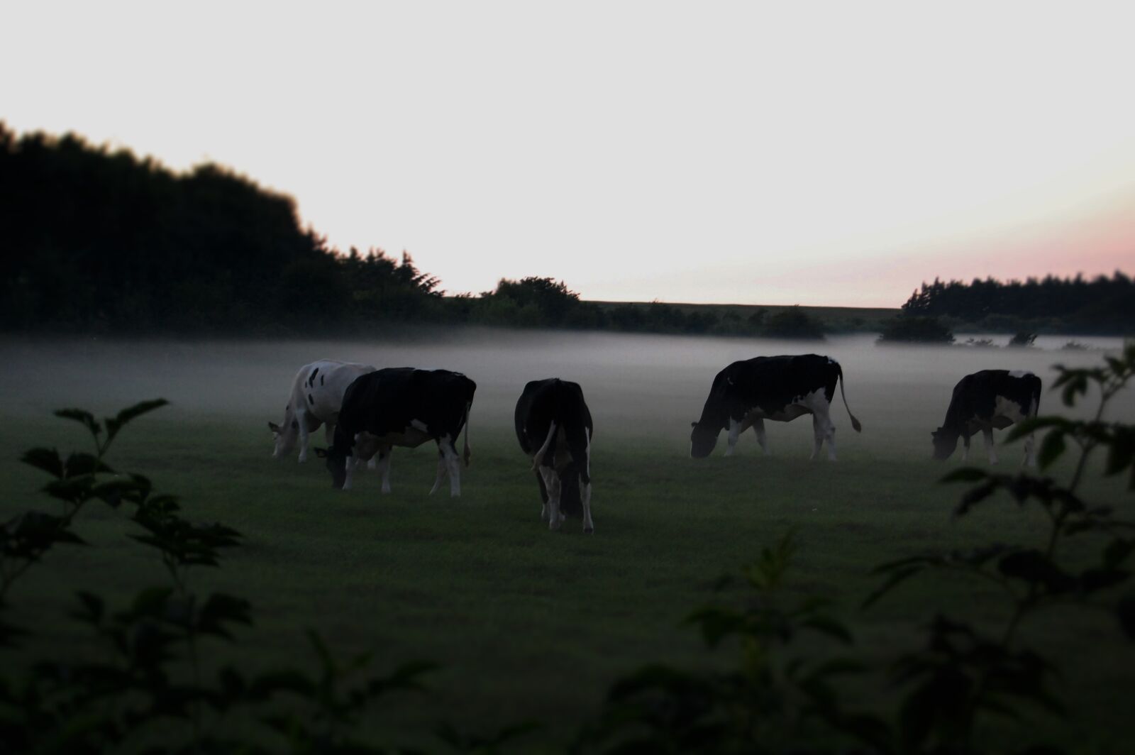 Nikon D40 sample photo. Cows in the fog photography