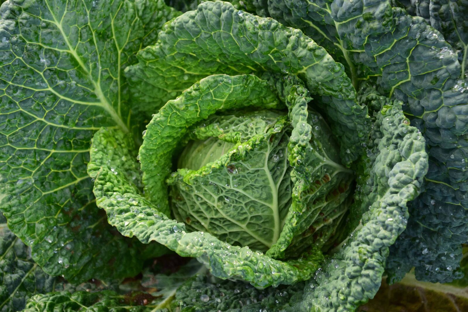 Nikon D3300 sample photo. Green leaf, nature, vegetable photography