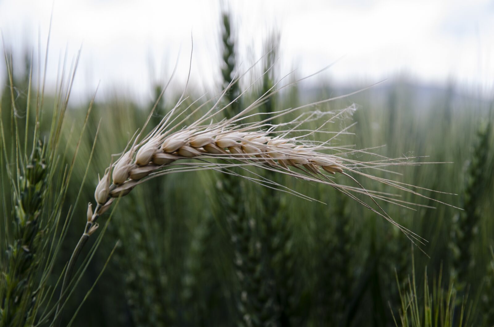Nikon D7000 sample photo. Klas, the grain, ropes photography