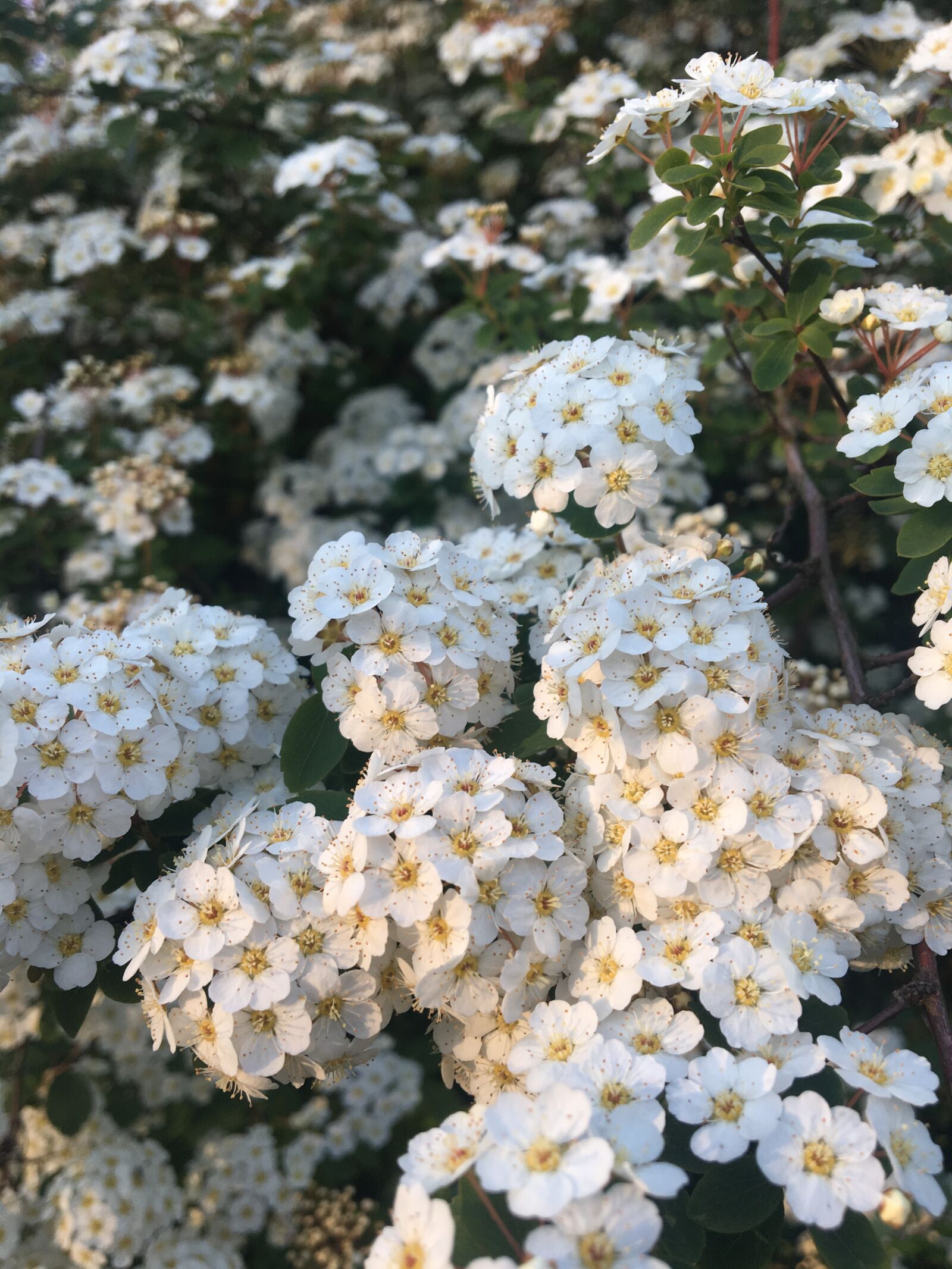 Apple iPhone 6s sample photo. Nature, white flowers, summer photography
