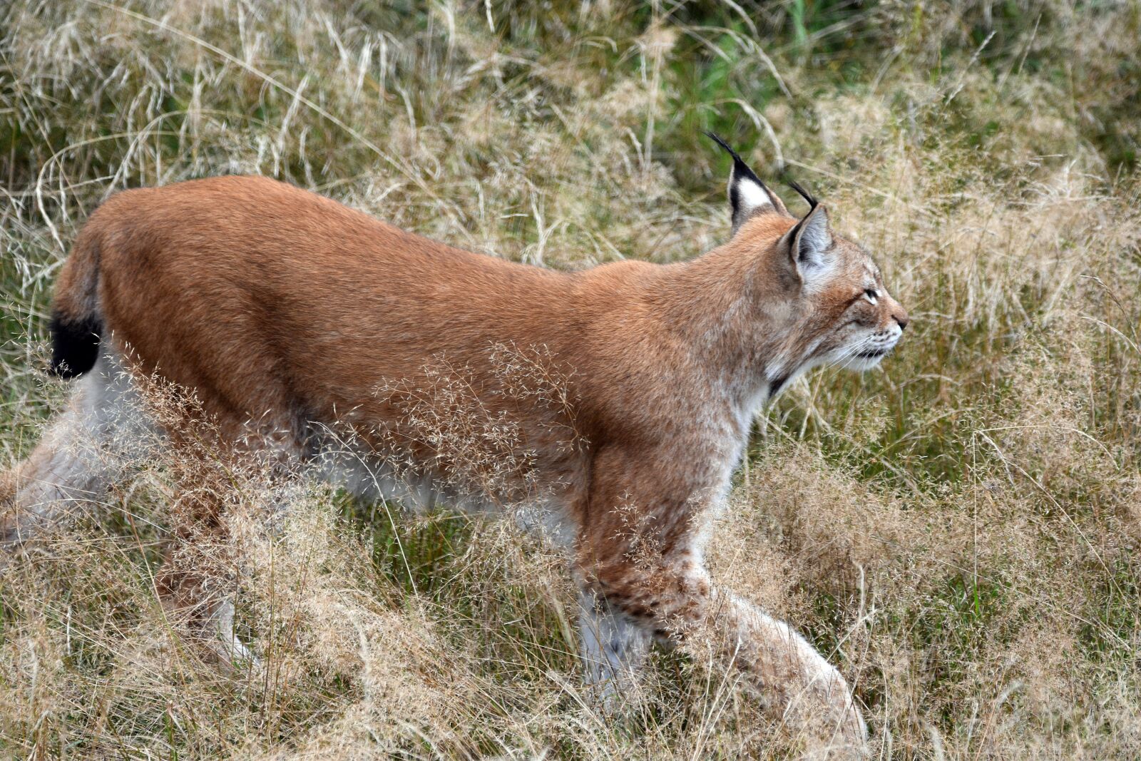 Nikon D3400 sample photo. Lynx, wild cat, animal photography