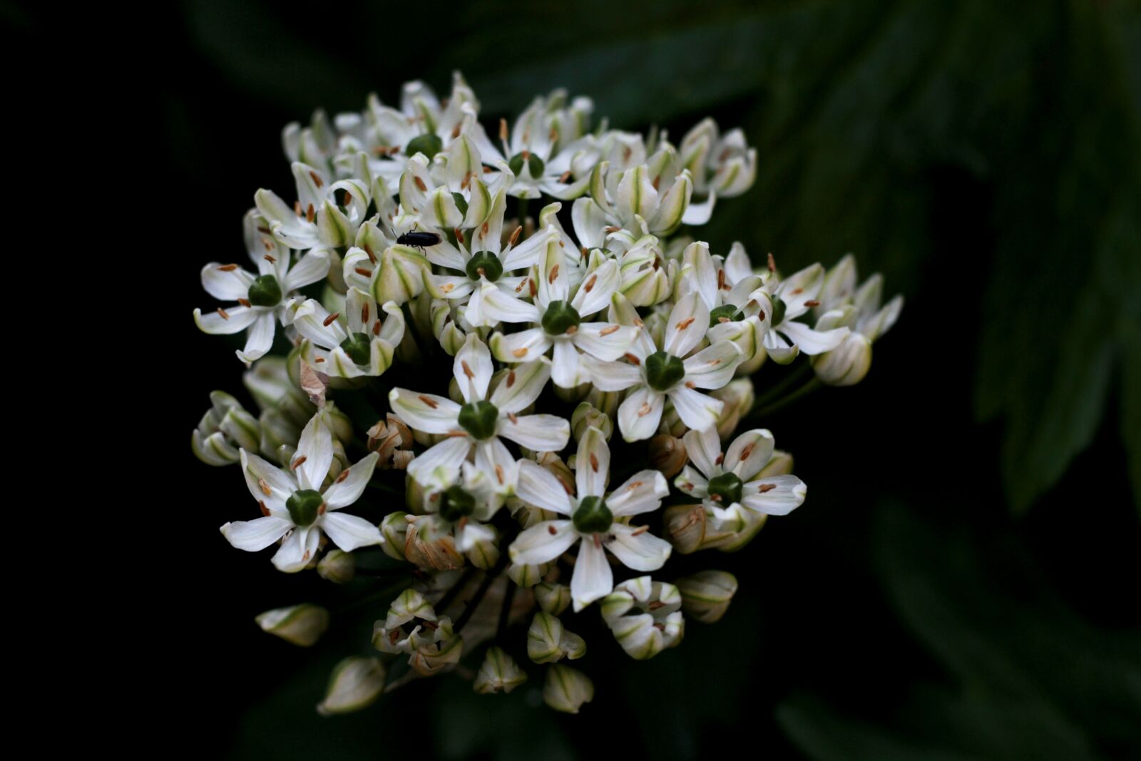 Canon EOS 600D (Rebel EOS T3i / EOS Kiss X5) + Canon EF 50mm F1.8 STM sample photo. Allium nigrum, ornamental onion photography