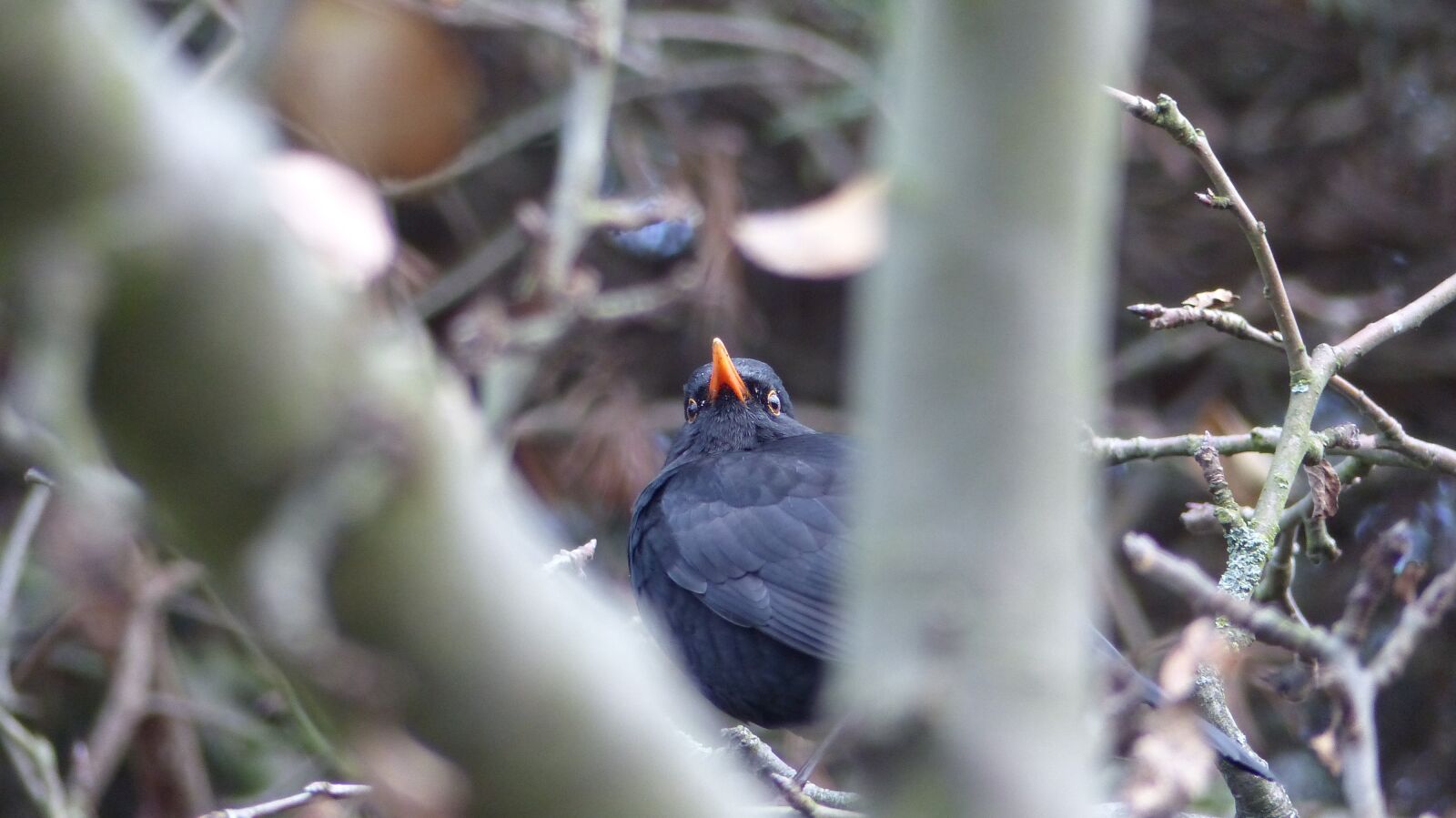 Panasonic Lumix DMC-FZ200 sample photo. Blackbird, bird, animal photography
