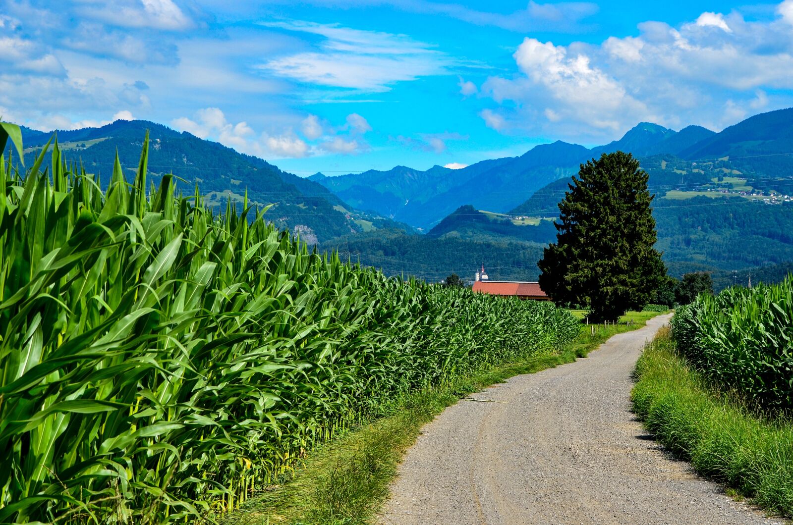 Nikon D7000 sample photo. Nature, green, landscape photography
