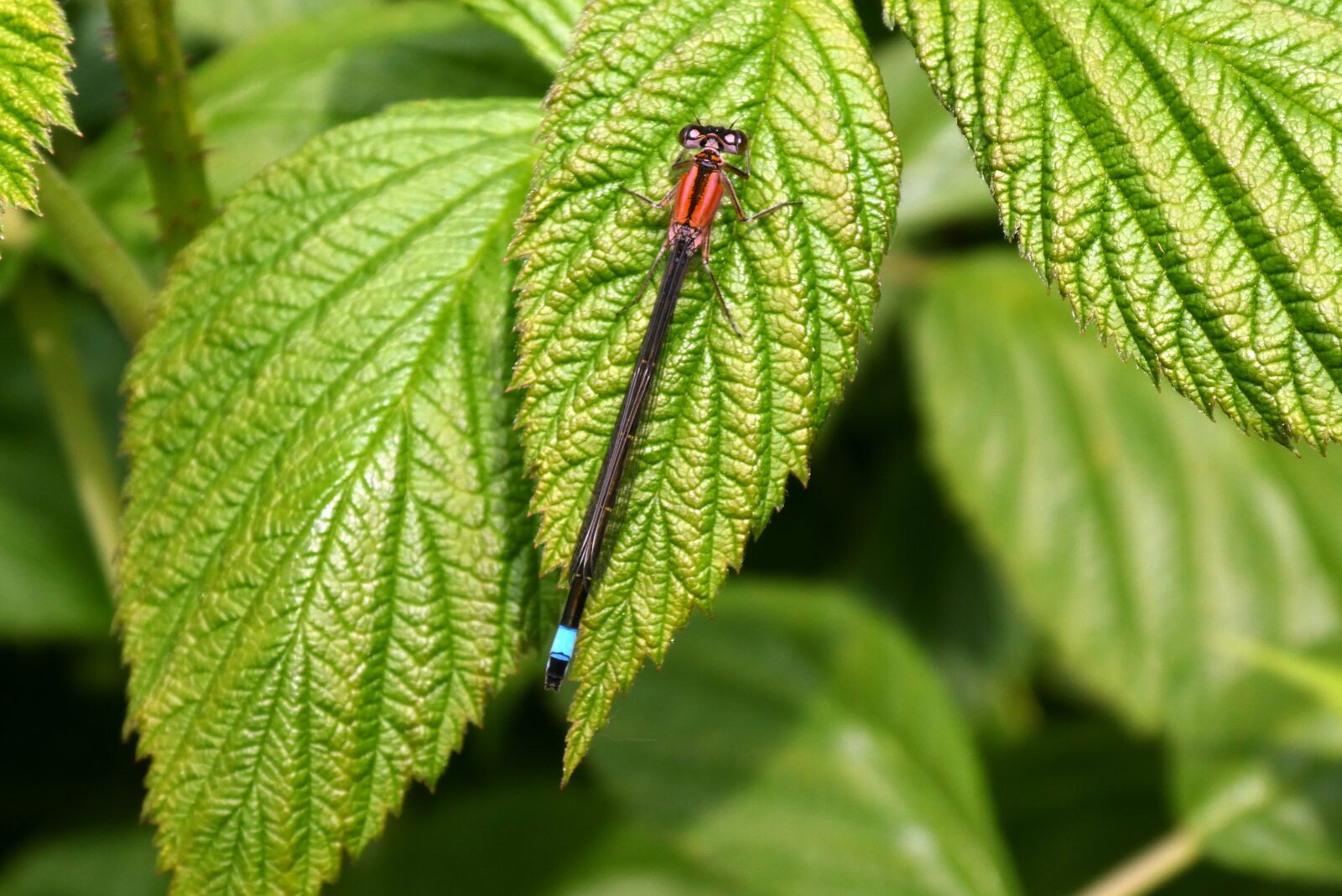 Panasonic Lumix DC-ZS70 (Lumix DC-TZ90) sample photo. Dragonfly, bug, nature photography