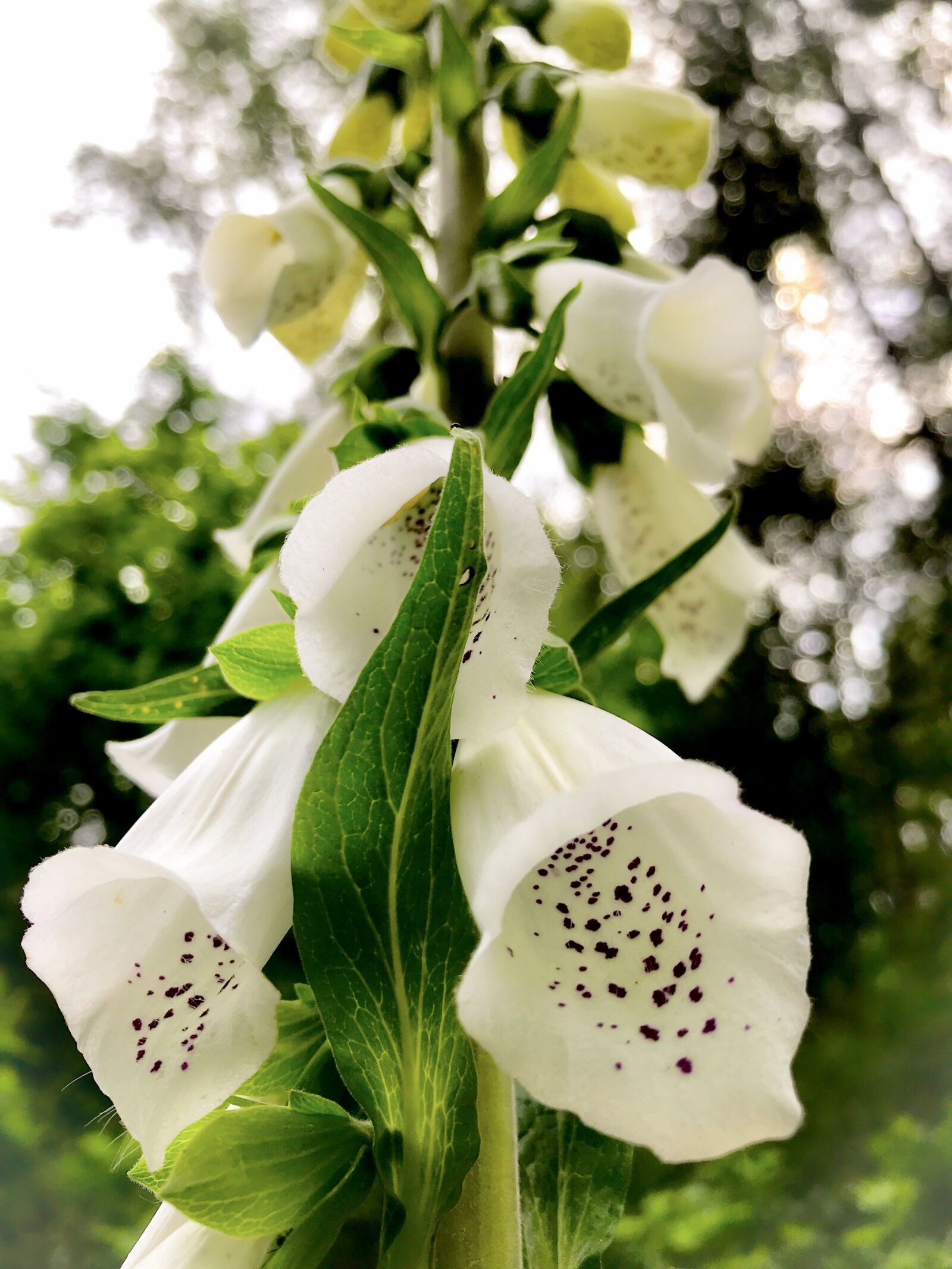 iPhone 7 back camera 3.99mm f/1.8 sample photo. Thimble, white, digitalis purpurea photography