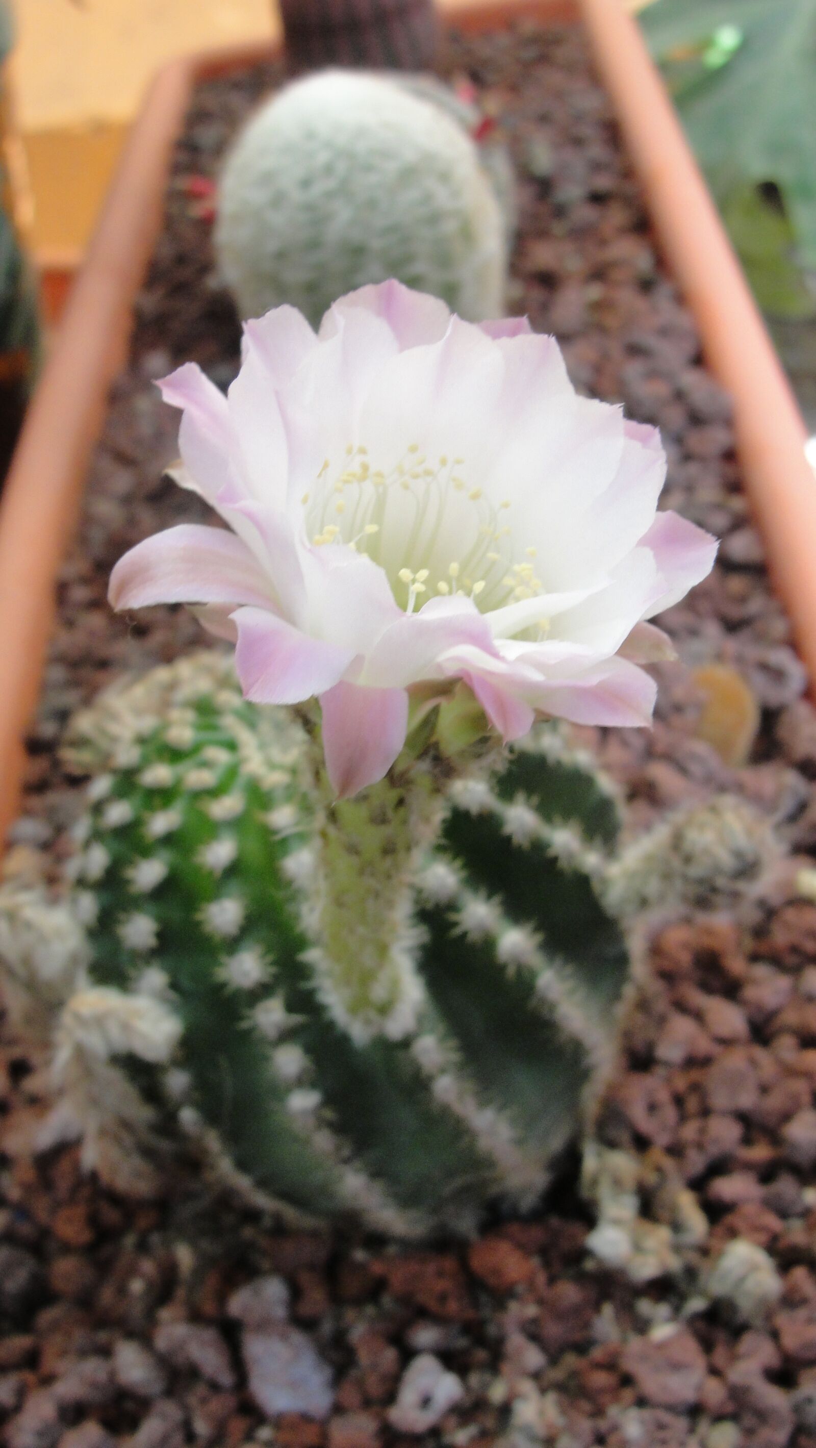 Sony Cyber-shot DSC-H20 sample photo. Cactus, flowers, plant photography