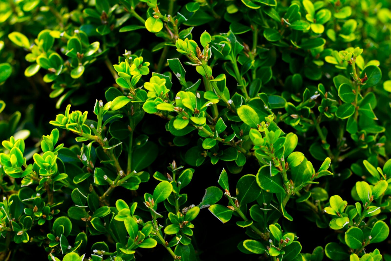 Canon EOS 60D + Canon EF 50mm F1.8 II sample photo. Garden, green, leaves photography