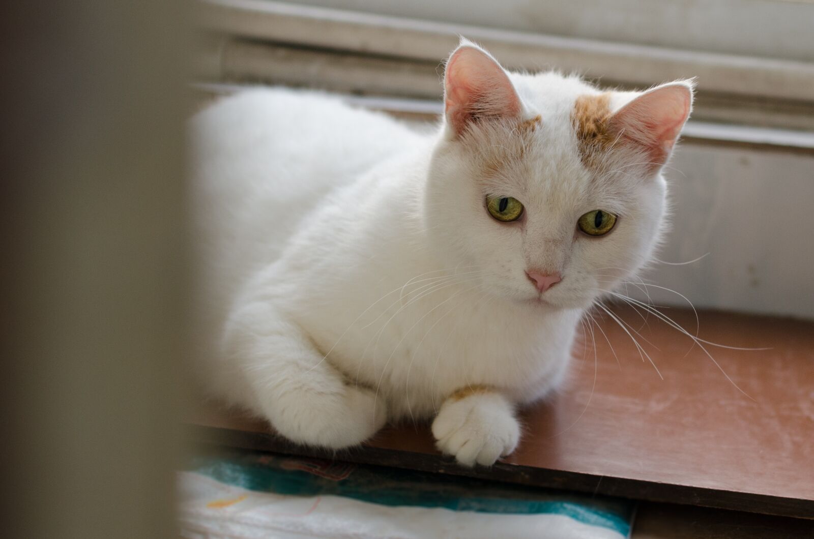 Nikon D7000 sample photo. Cat, home, peep photography