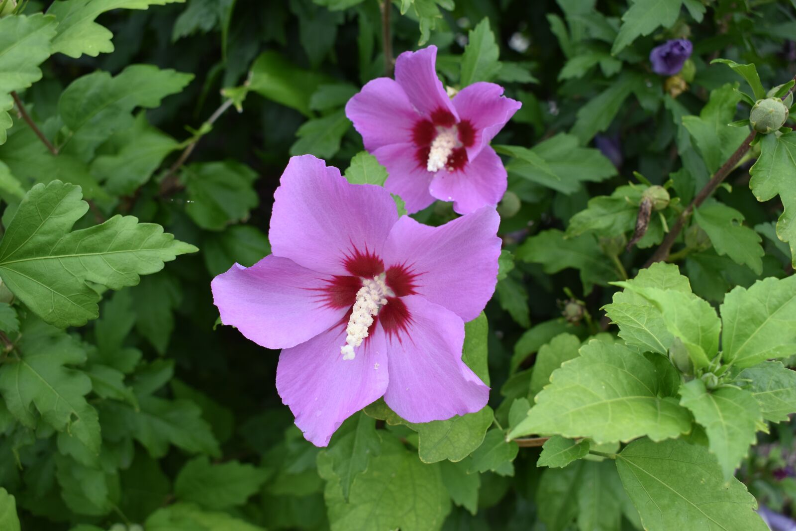 Nikon D3500 sample photo. Nature, flowers, beauty photography