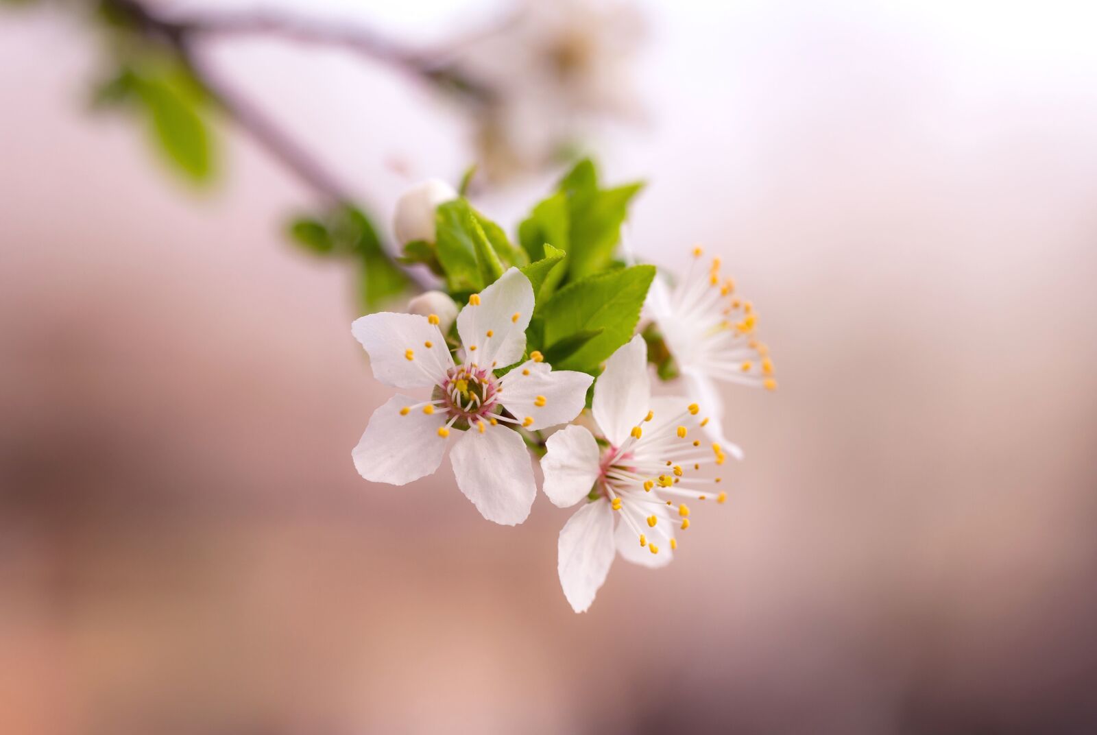 Canon EF 100mm F2.8L Macro IS USM sample photo. Blossom, petals, spring time photography