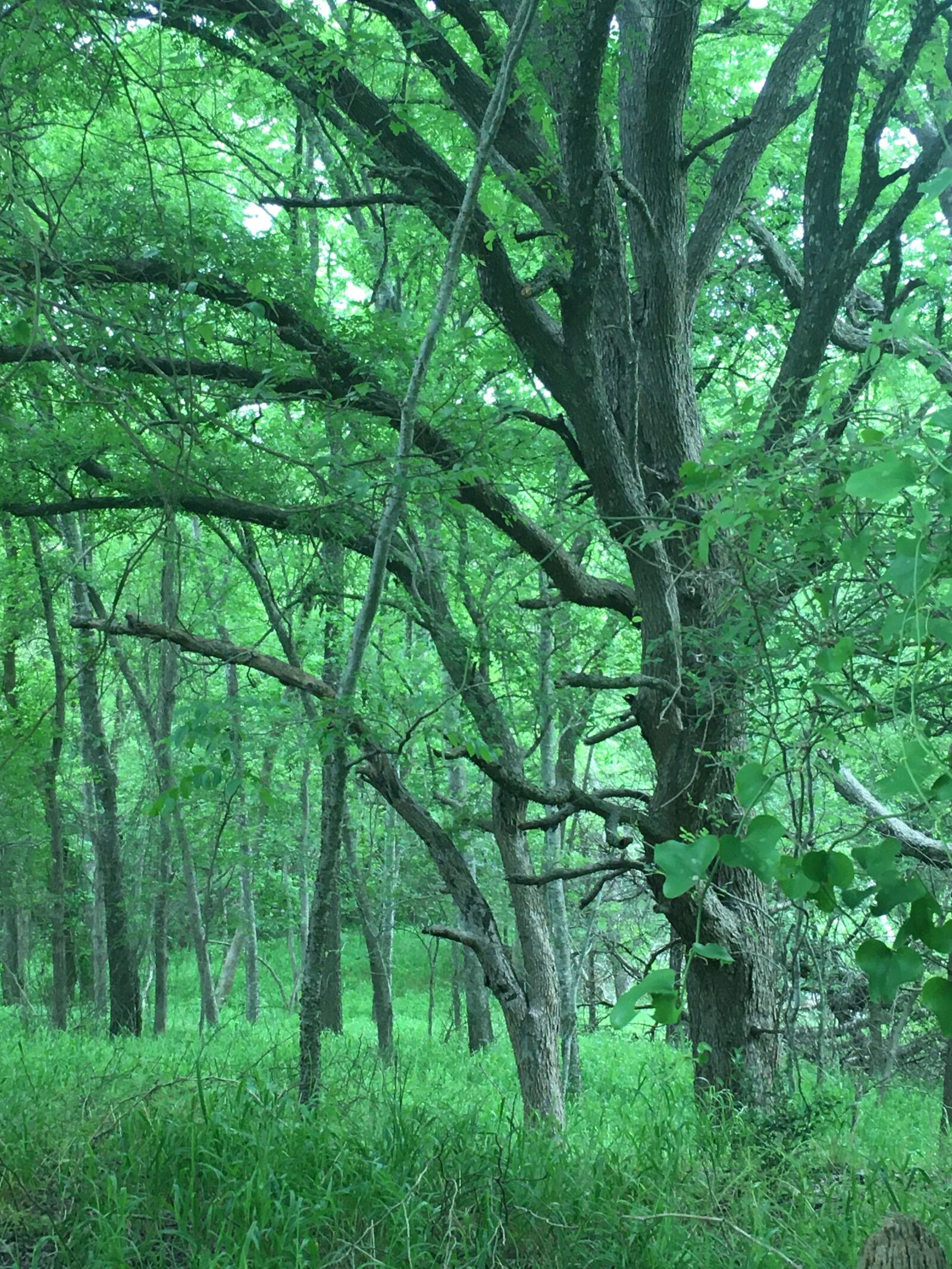 Apple iPhone 6s sample photo. Texas, trees, foliage photography