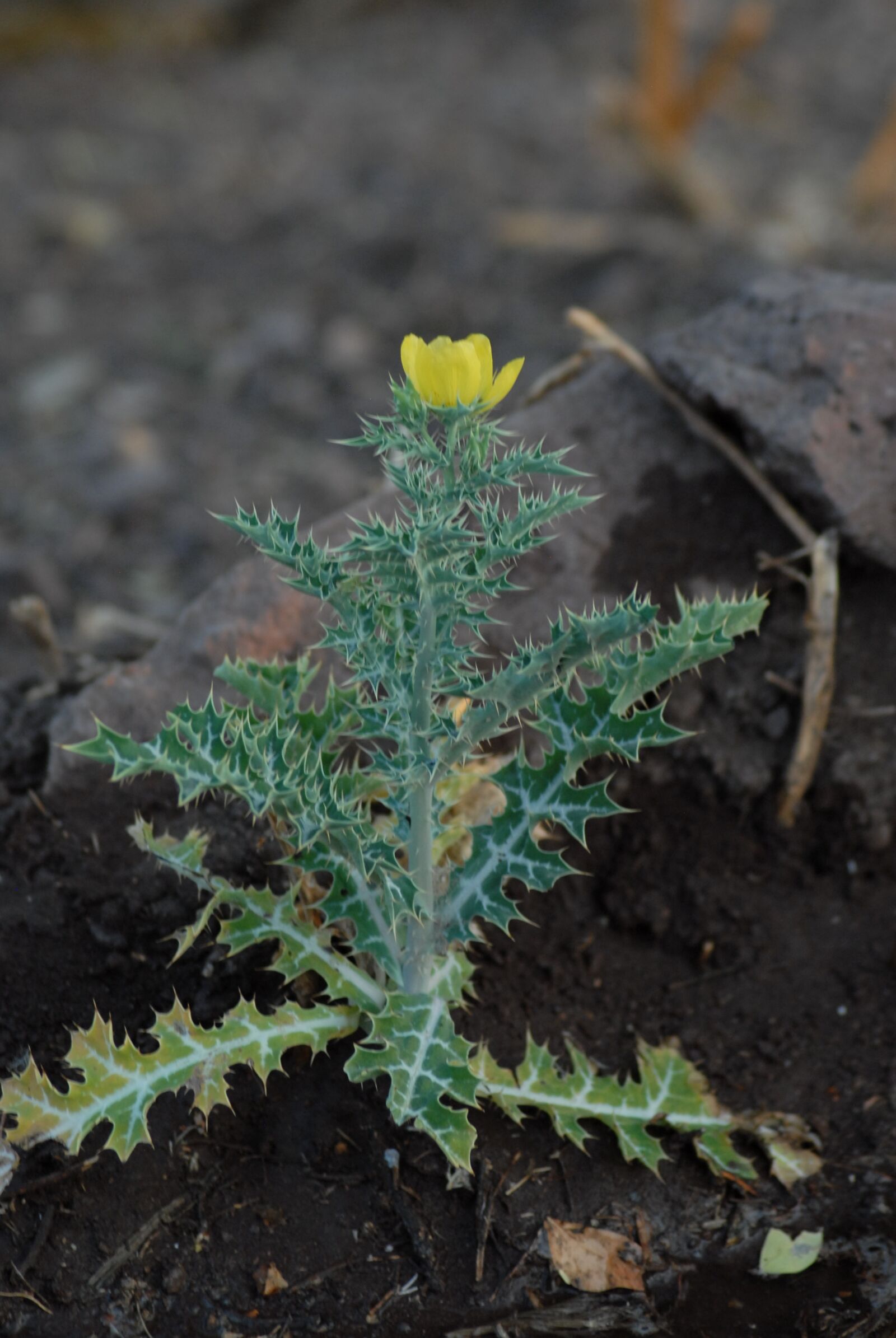 Nikon D200 sample photo. Flower, flora, nature photography