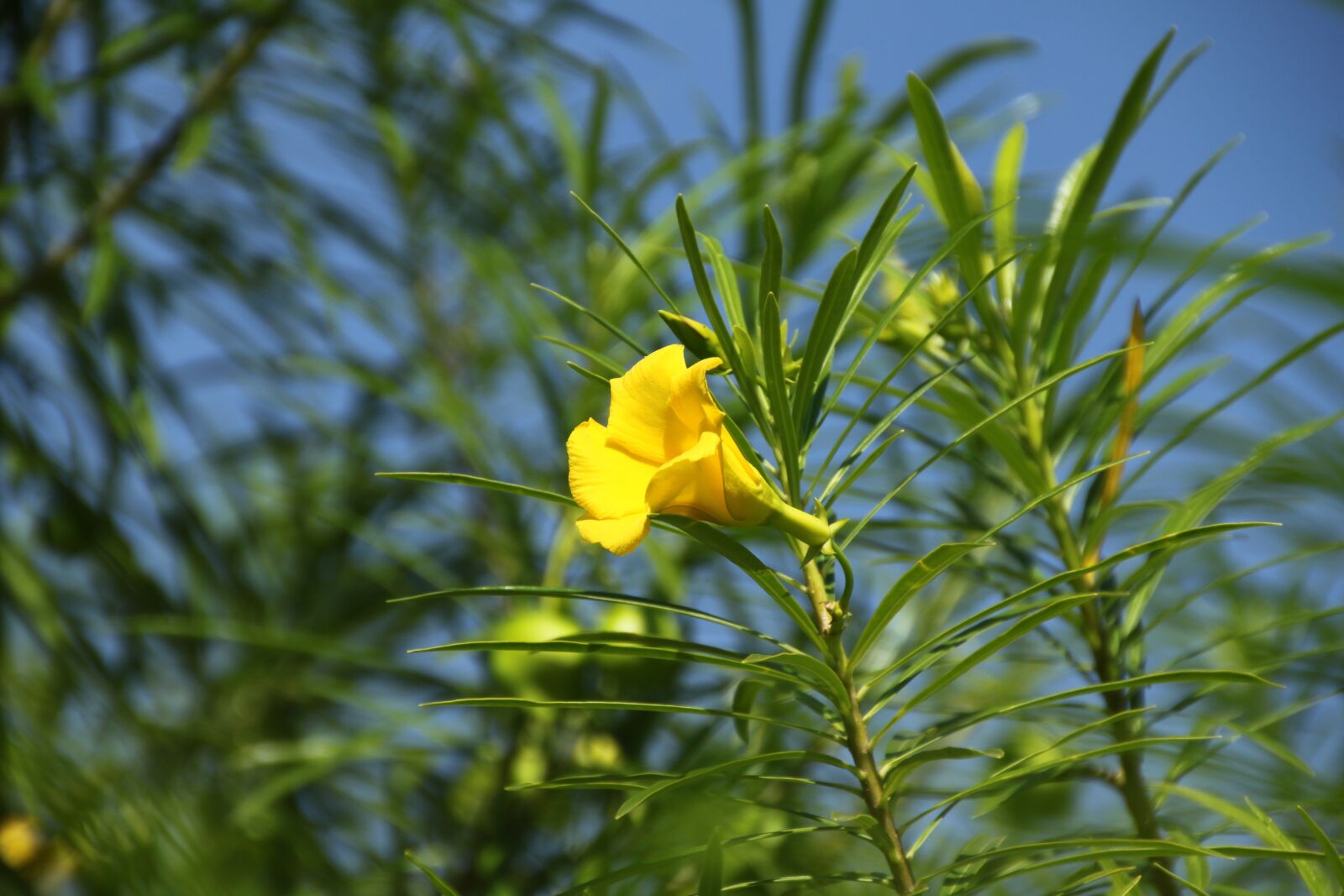 Canon EOS 500D (EOS Rebel T1i / EOS Kiss X3) sample photo. Flower, vacations, indonesia photography