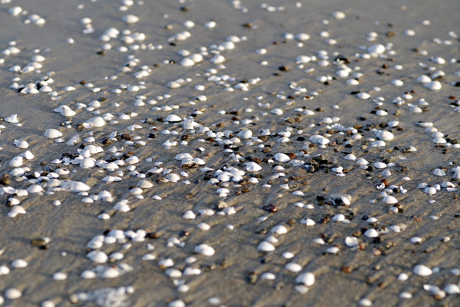 Pentax K-S2 sample photo. Shells, beach, sea photography
