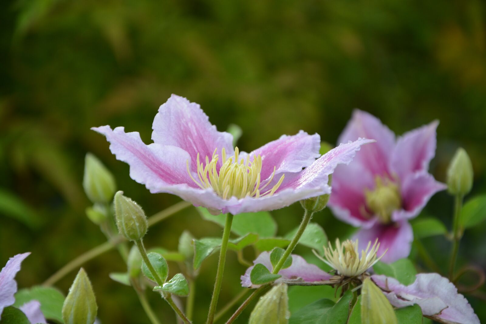 Nikon D5200 sample photo. Flowers, clematis, nature photography