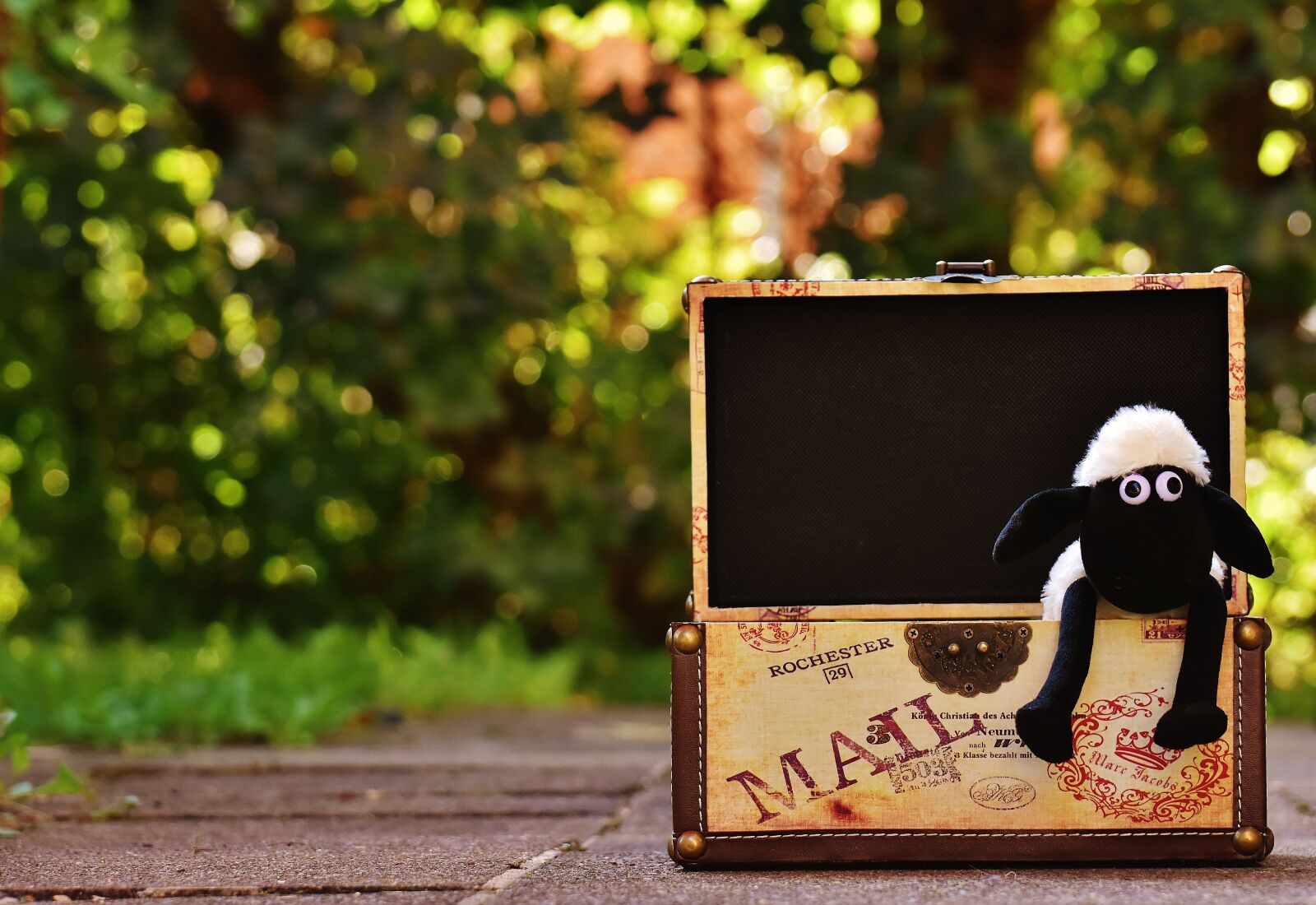 Nikon D7200 sample photo. Sheep, chest, box photography