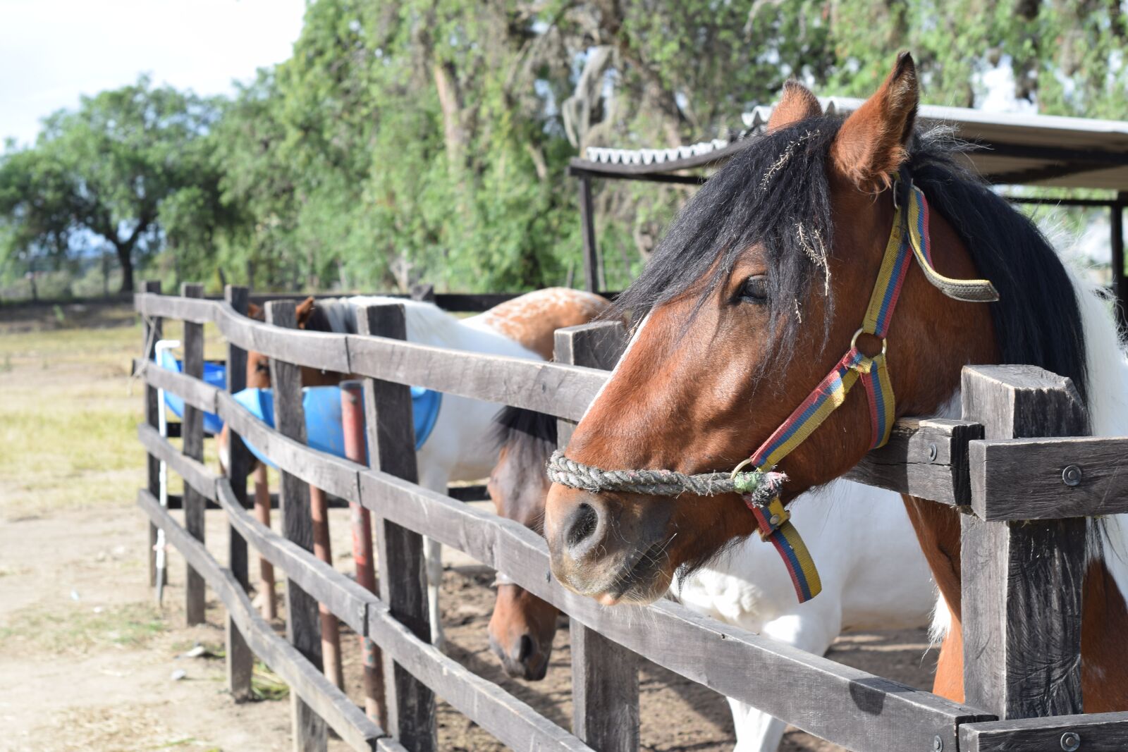 Nikon D5300 sample photo. Horse, field, rural photography