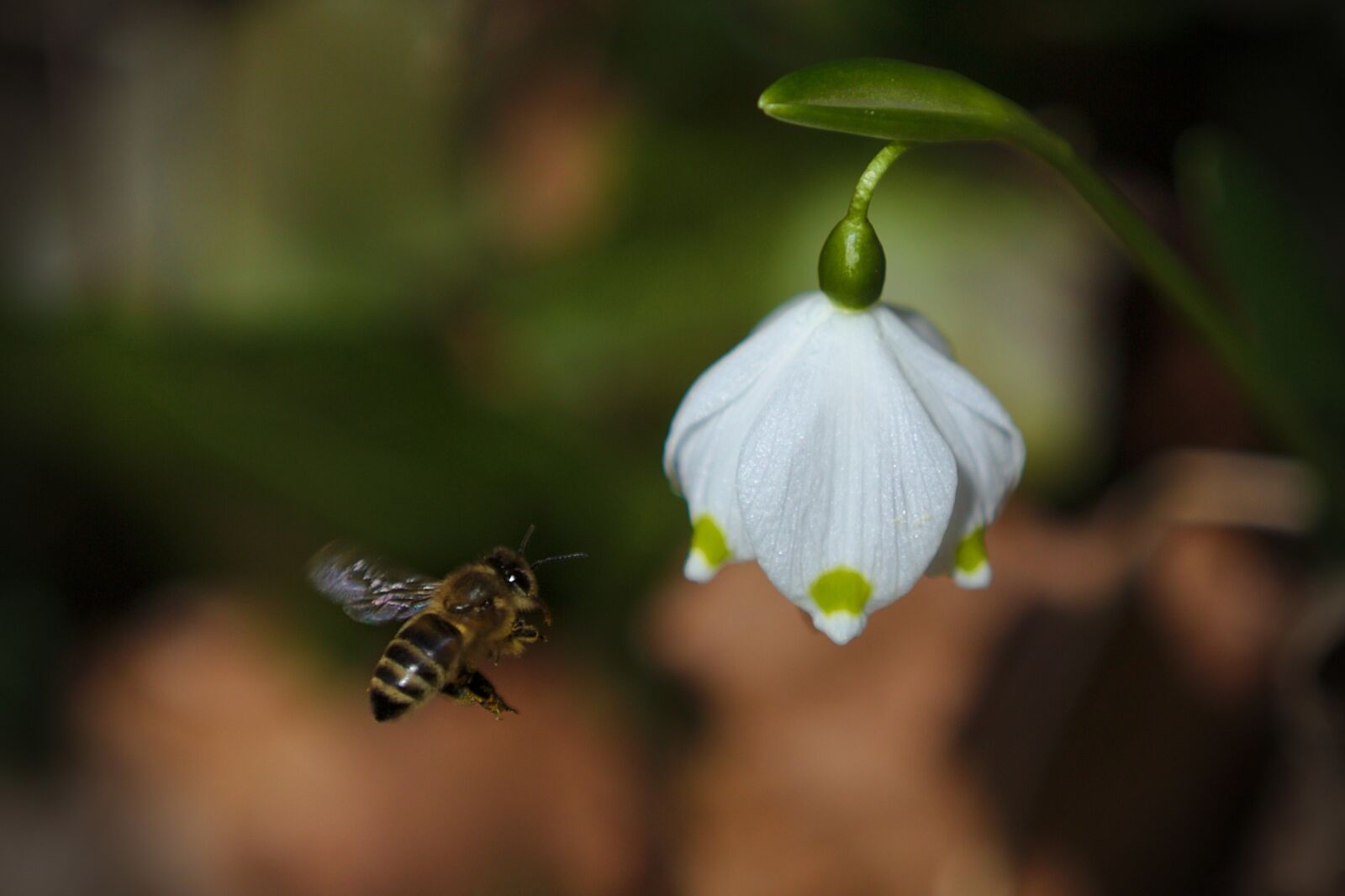 Canon EOS 6D sample photo. Bee, spring photography