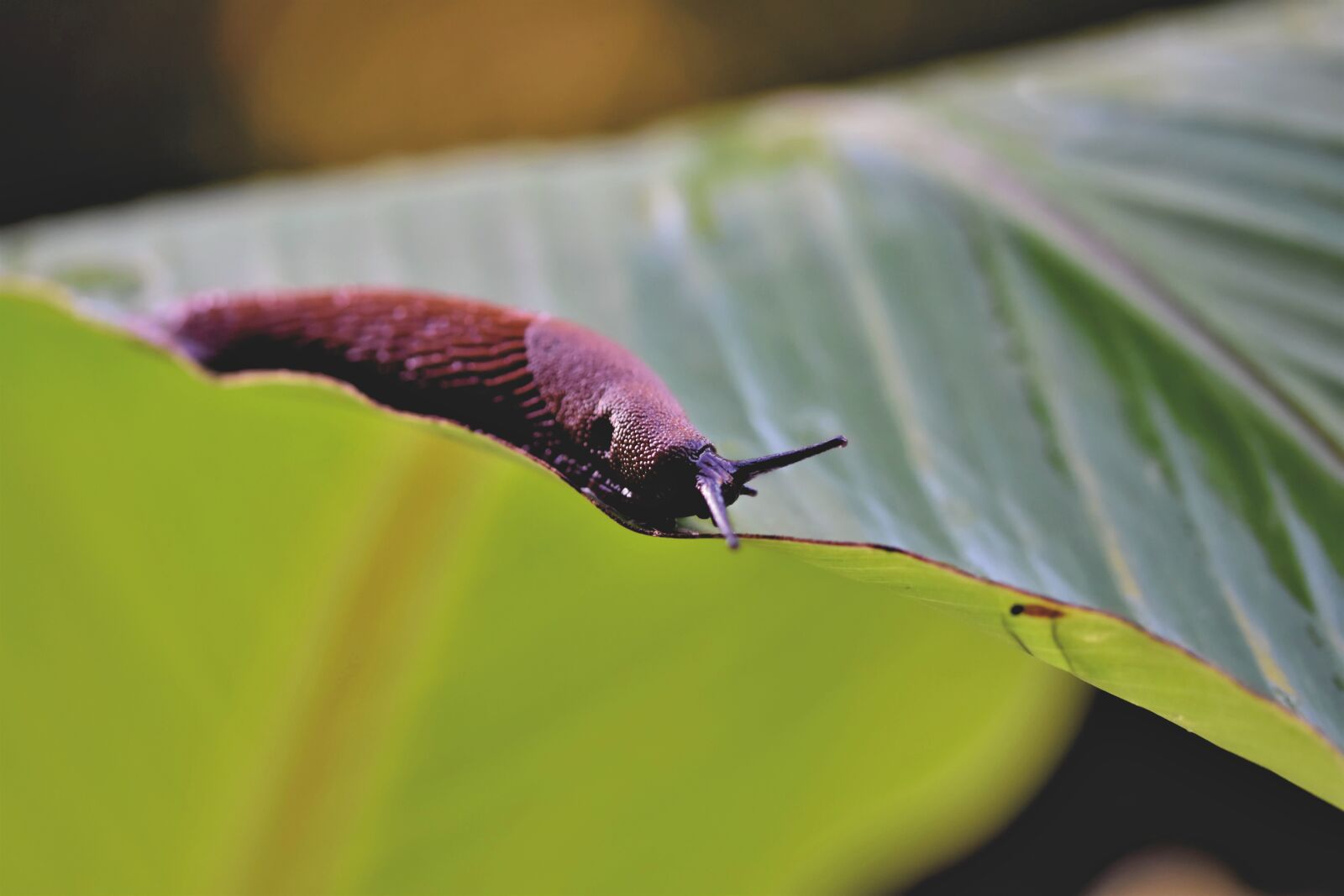 Nikon D7200 sample photo. Slug, snail, crawl photography