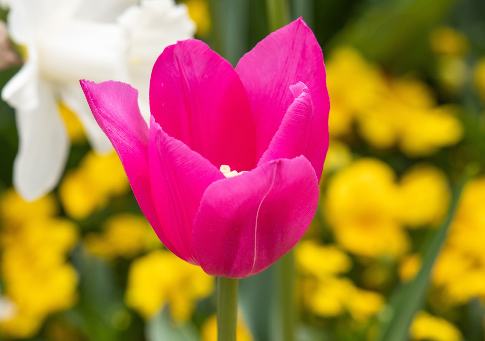 Canon EF-S 55-250mm F4-5.6 IS STM sample photo. Tulip, flower, plant photography
