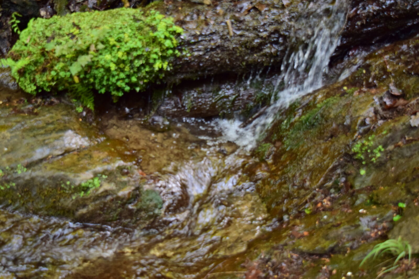 Nikon D5300 sample photo. Green, greenery, nature, river photography
