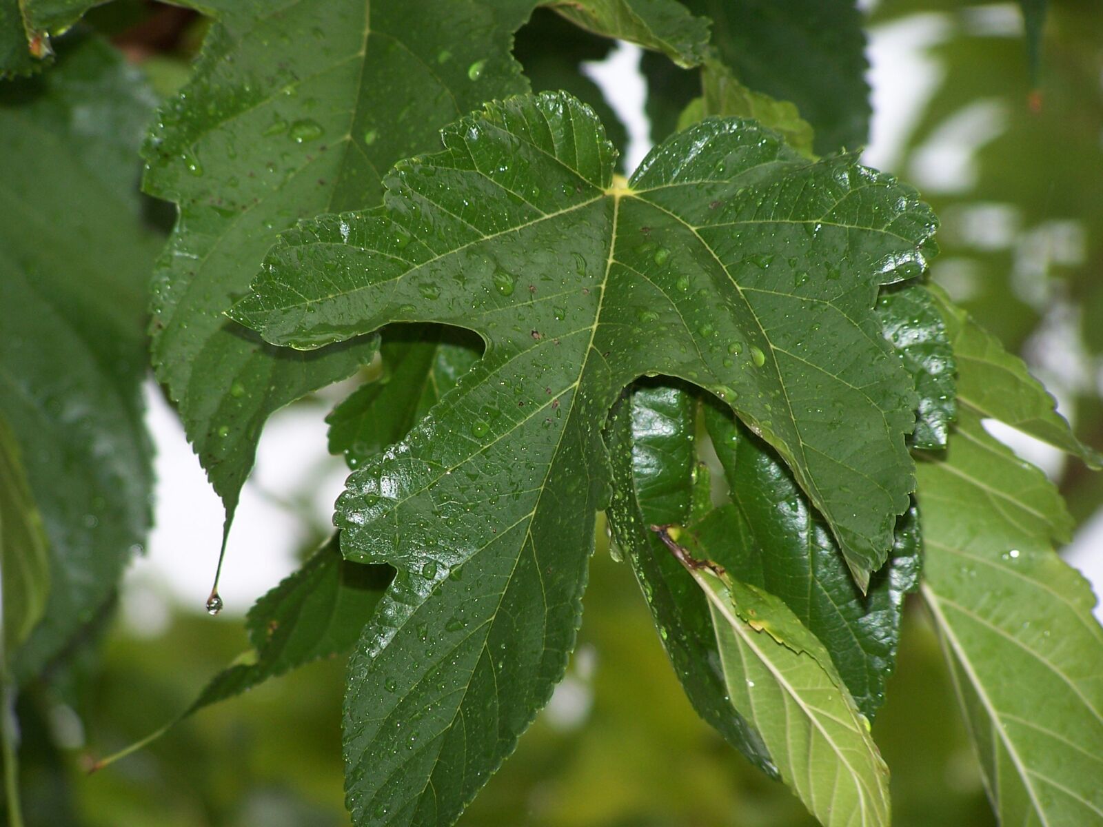 Kodak Z740 ZOOM DIGITAL CAMERA sample photo. Leaves, droplets, after storm photography