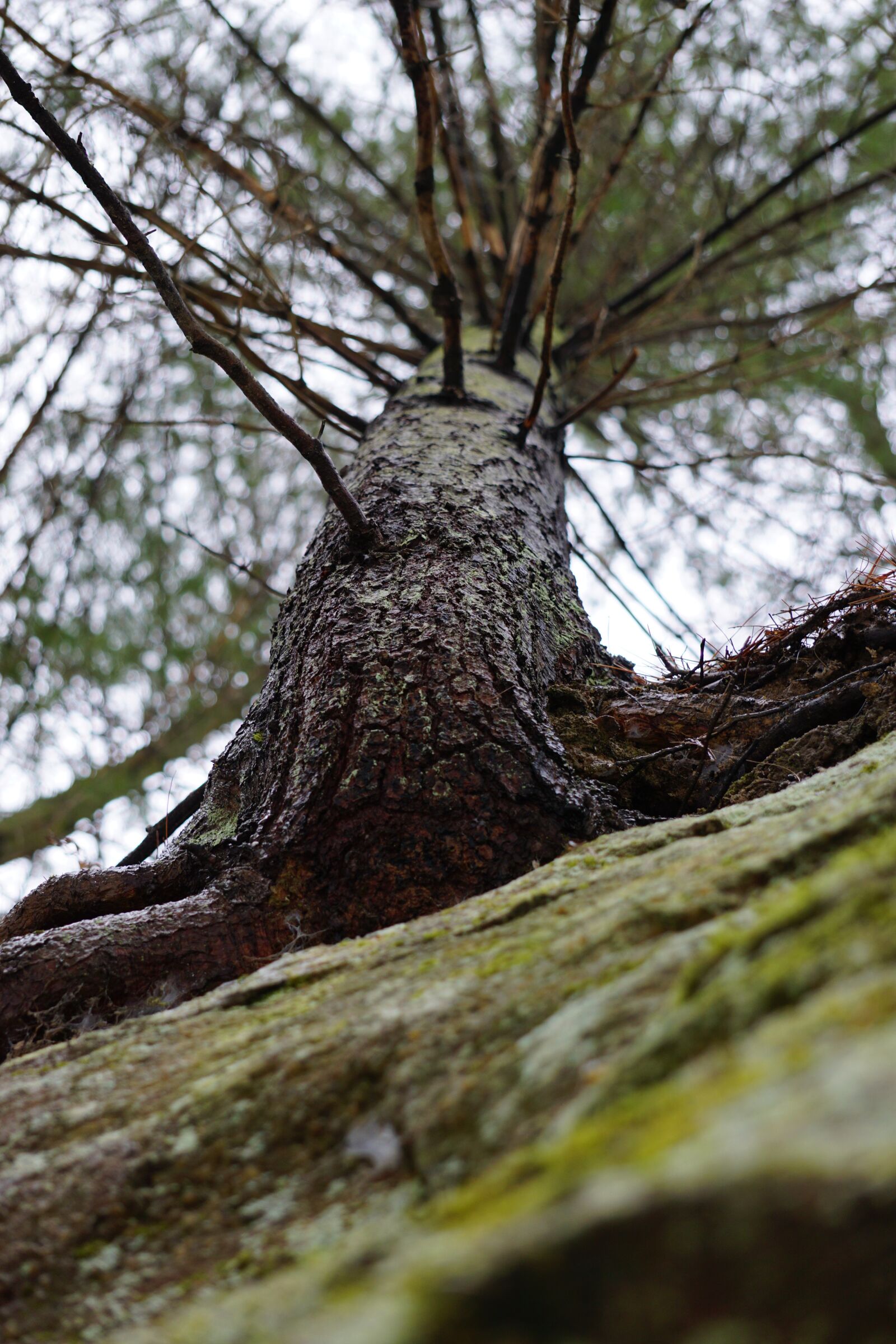 Sony E 55-210mm F4.5-6.3 OSS sample photo. Tree, cliff, pine photography
