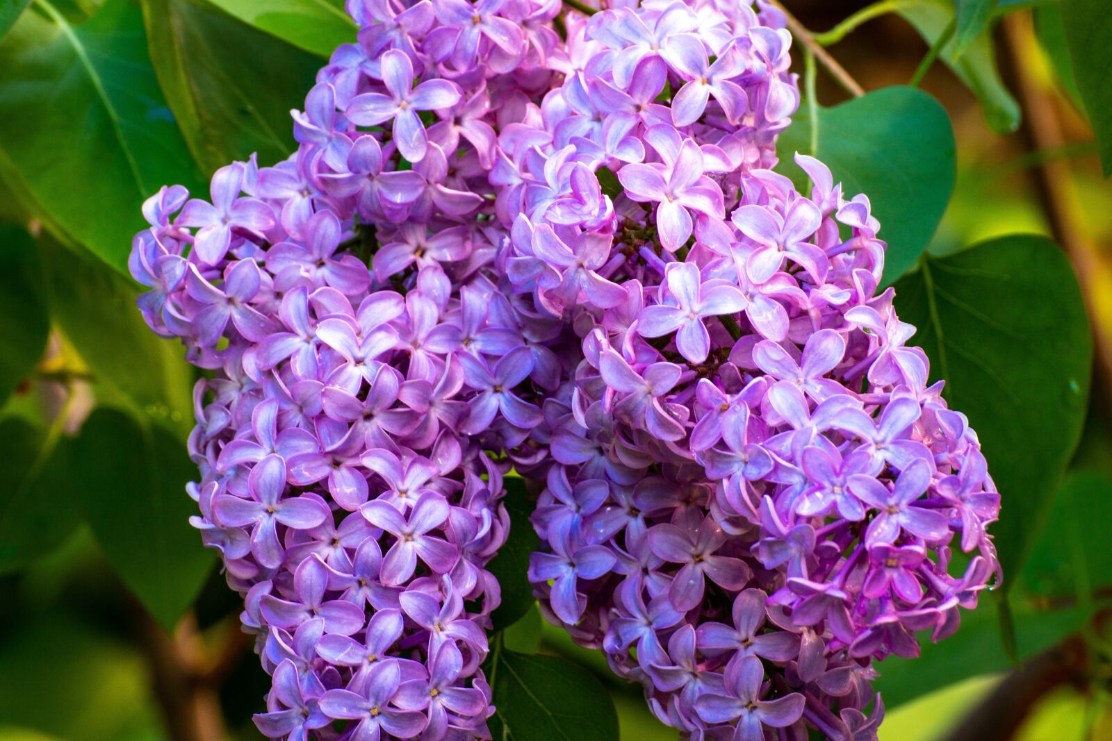 Sony a6500 sample photo. Lilacs, flowers, flower photography
