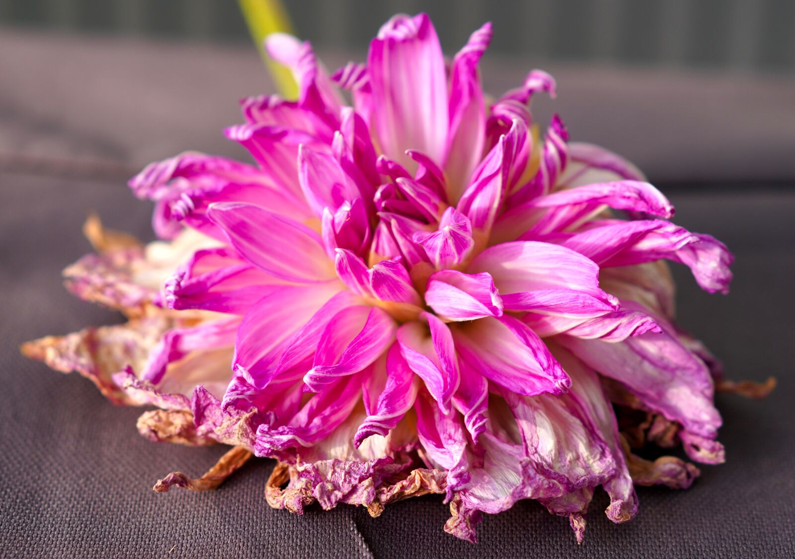 Sony a6400 + E 50mm F1.8 OSS sample photo. Dahlia, blossom, bloom photography