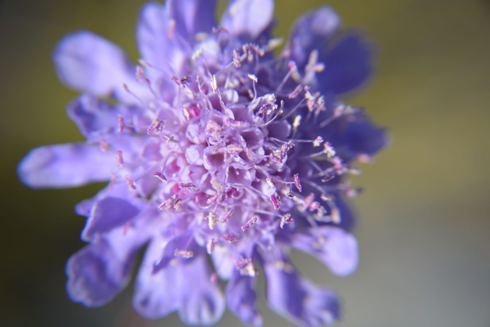 Nikon D7100 sample photo. Flower, pink, nature photography
