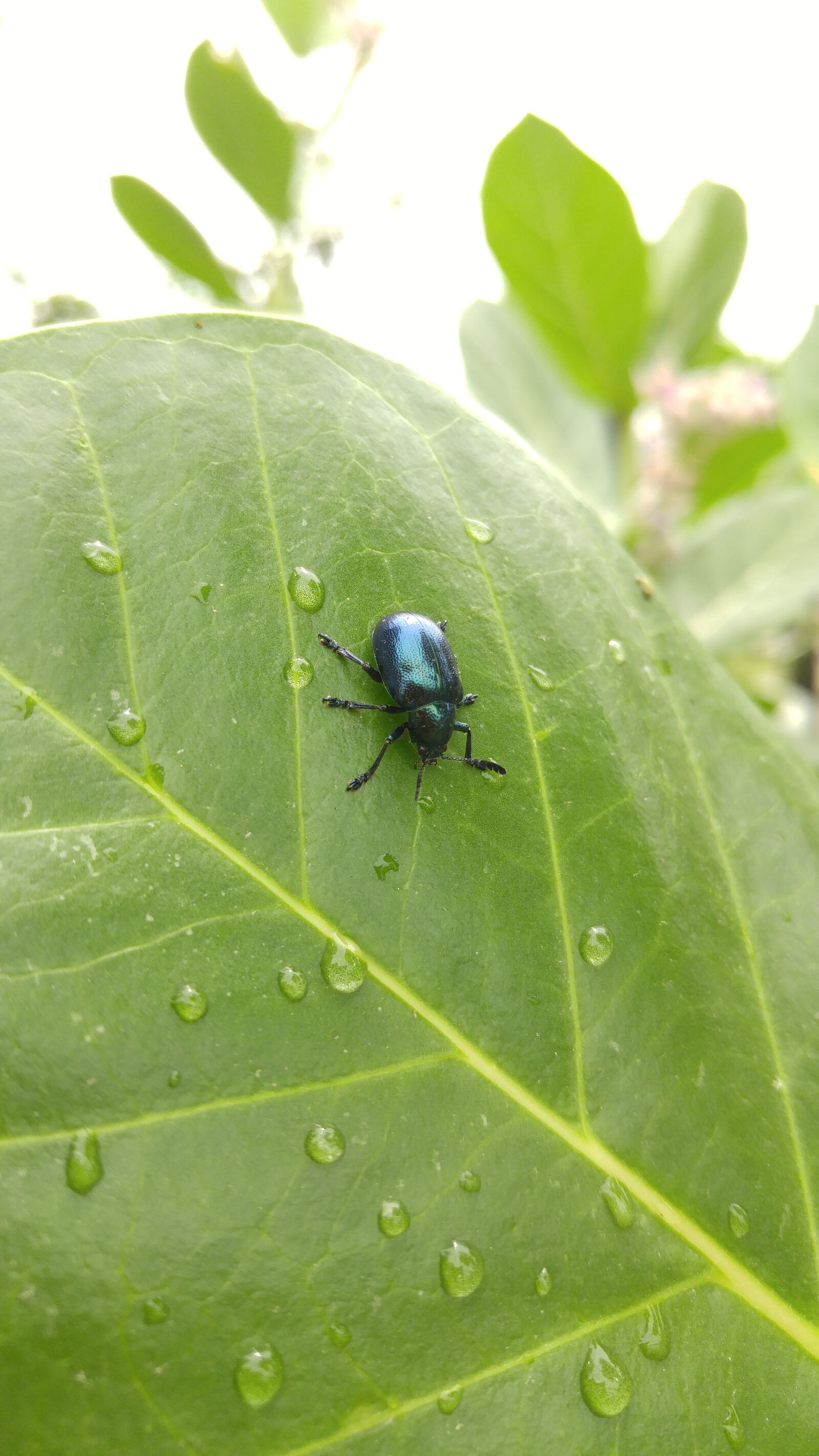 LG H818N sample photo. Beetle, bug, green, insect photography