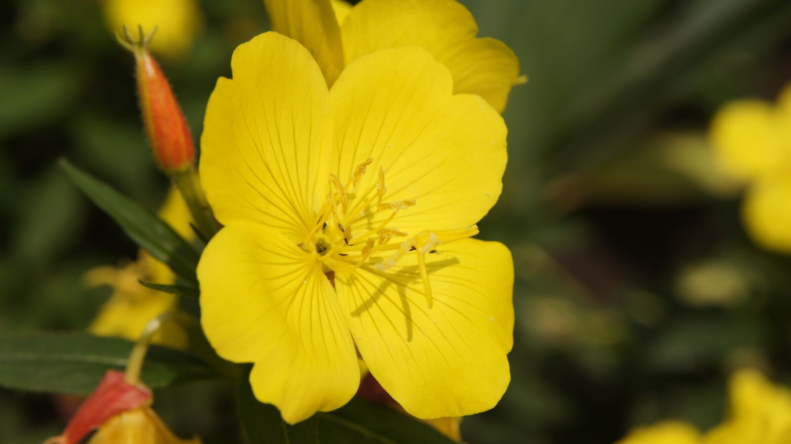 Sony SLT-A55 (SLT-A55V) + Sony DT 18-55mm F3.5-5.6 SAM sample photo. Oenothera, evening primrose, wildflowers photography