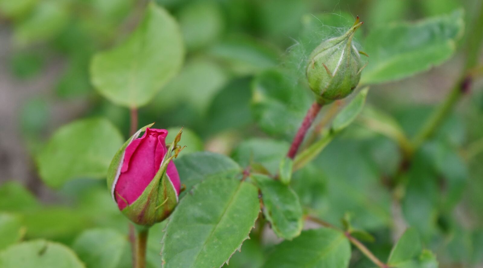 Nikon D5500 sample photo. Flower bud, flower garden photography