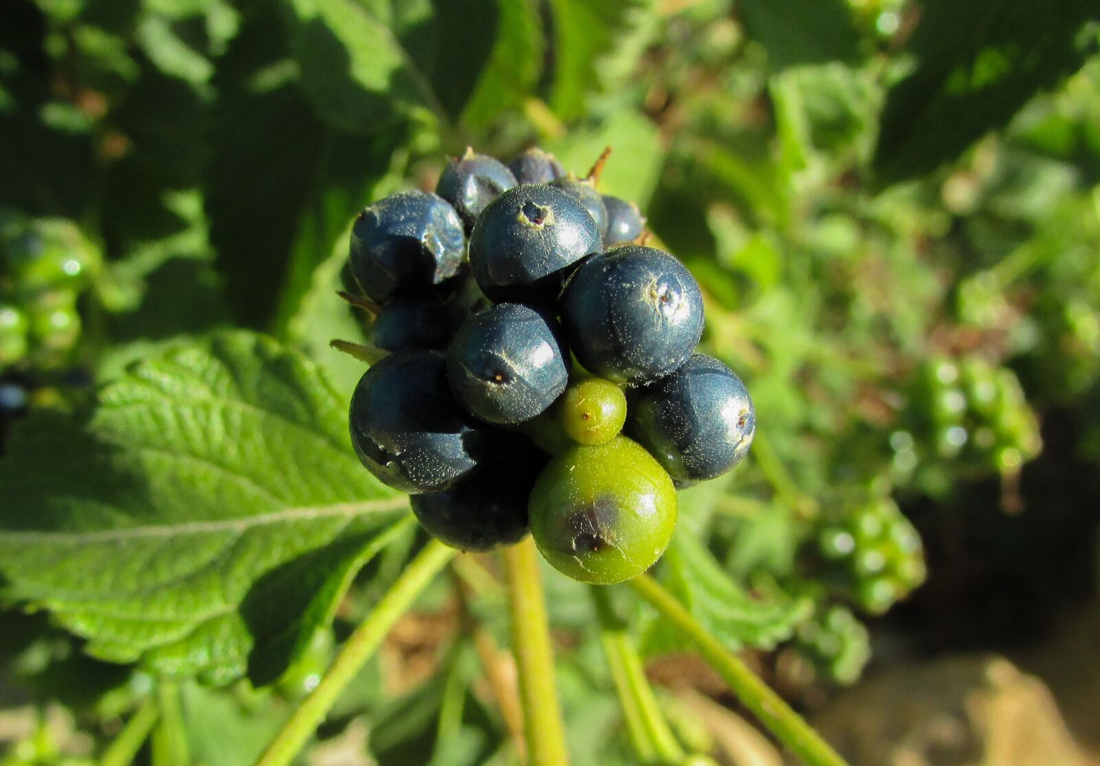 Canon PowerShot SX400 IS sample photo. Berries, fruit, plant photography