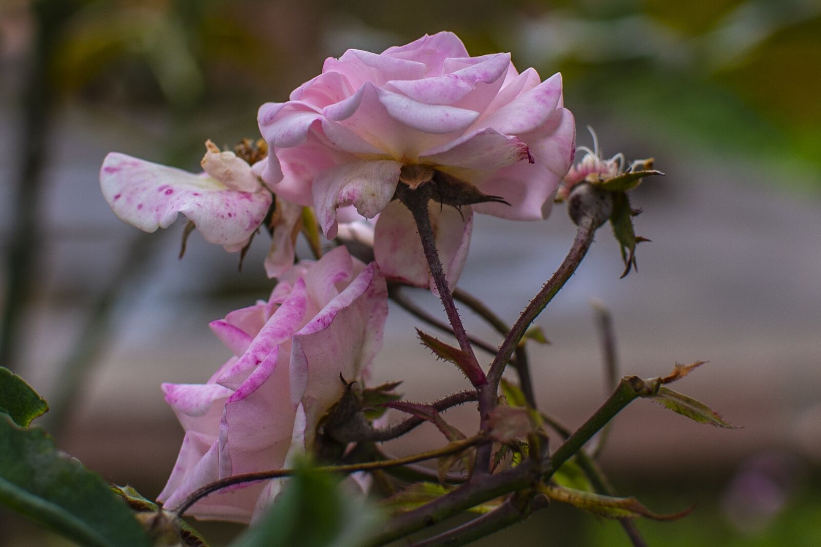 Nikon D600 sample photo. Rosa, flower, nature photography