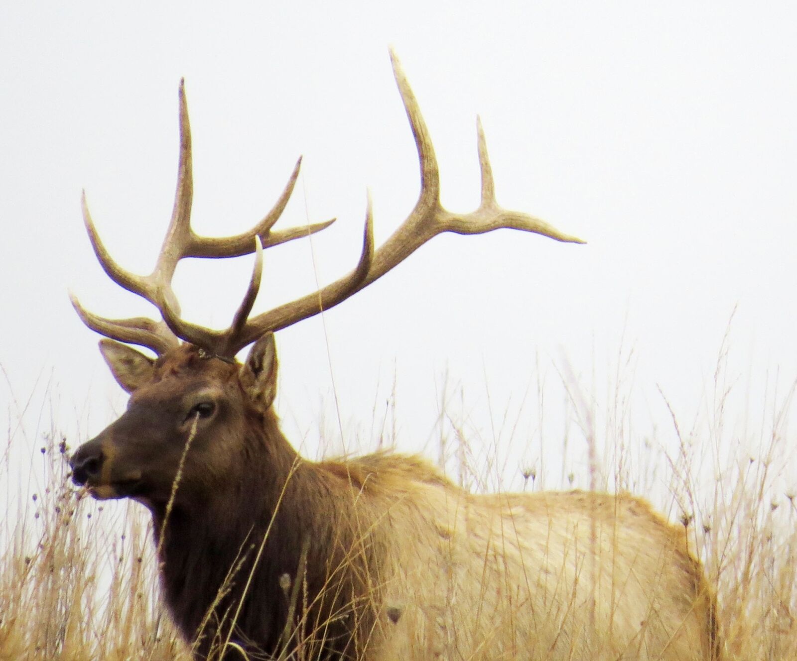 Canon PowerShot SX50 HS sample photo. Elk, brown, wildlife photography
