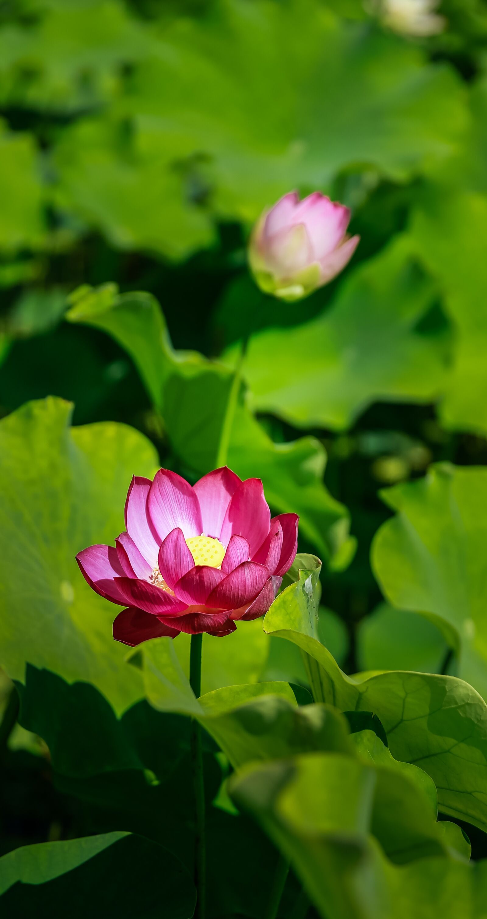 Canon EF 24-70mm F2.8L II USM sample photo. Flower, lotus, enough photography