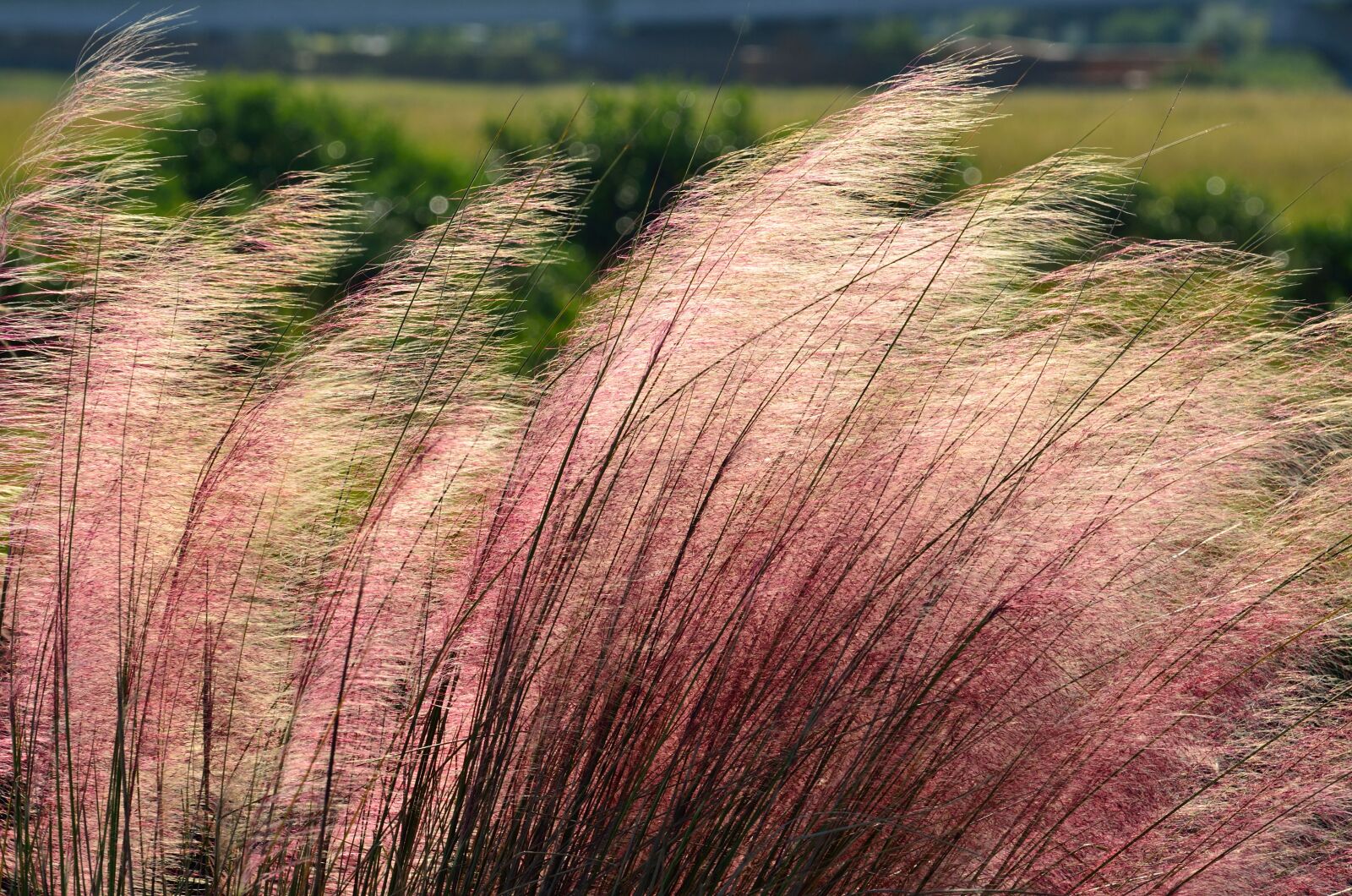 Nikon D7000 sample photo. Pink muhly grass, ornamental photography