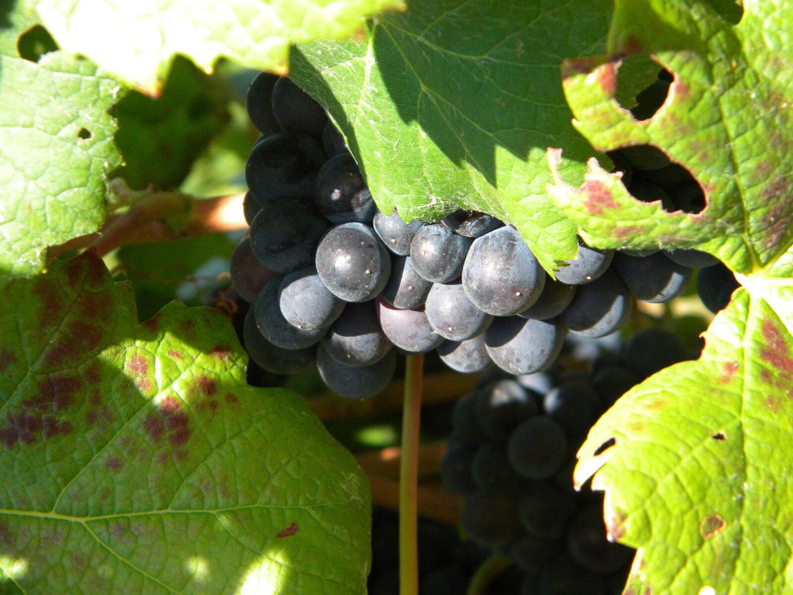 Nikon Coolpix L100 sample photo. Wine, vineyard, vitis vinifera photography