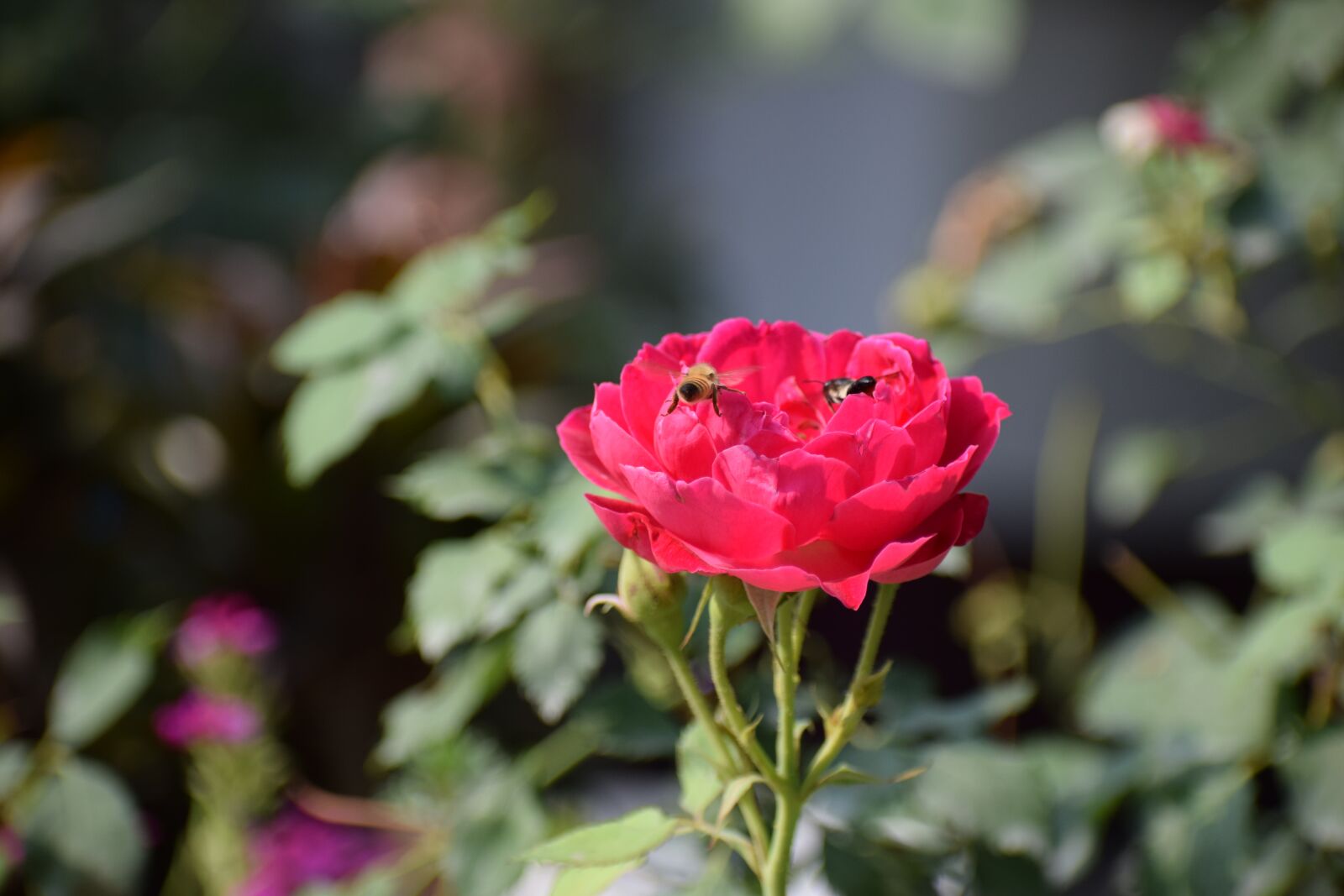 Nikon D3300 sample photo. Rose, flower, nature photography