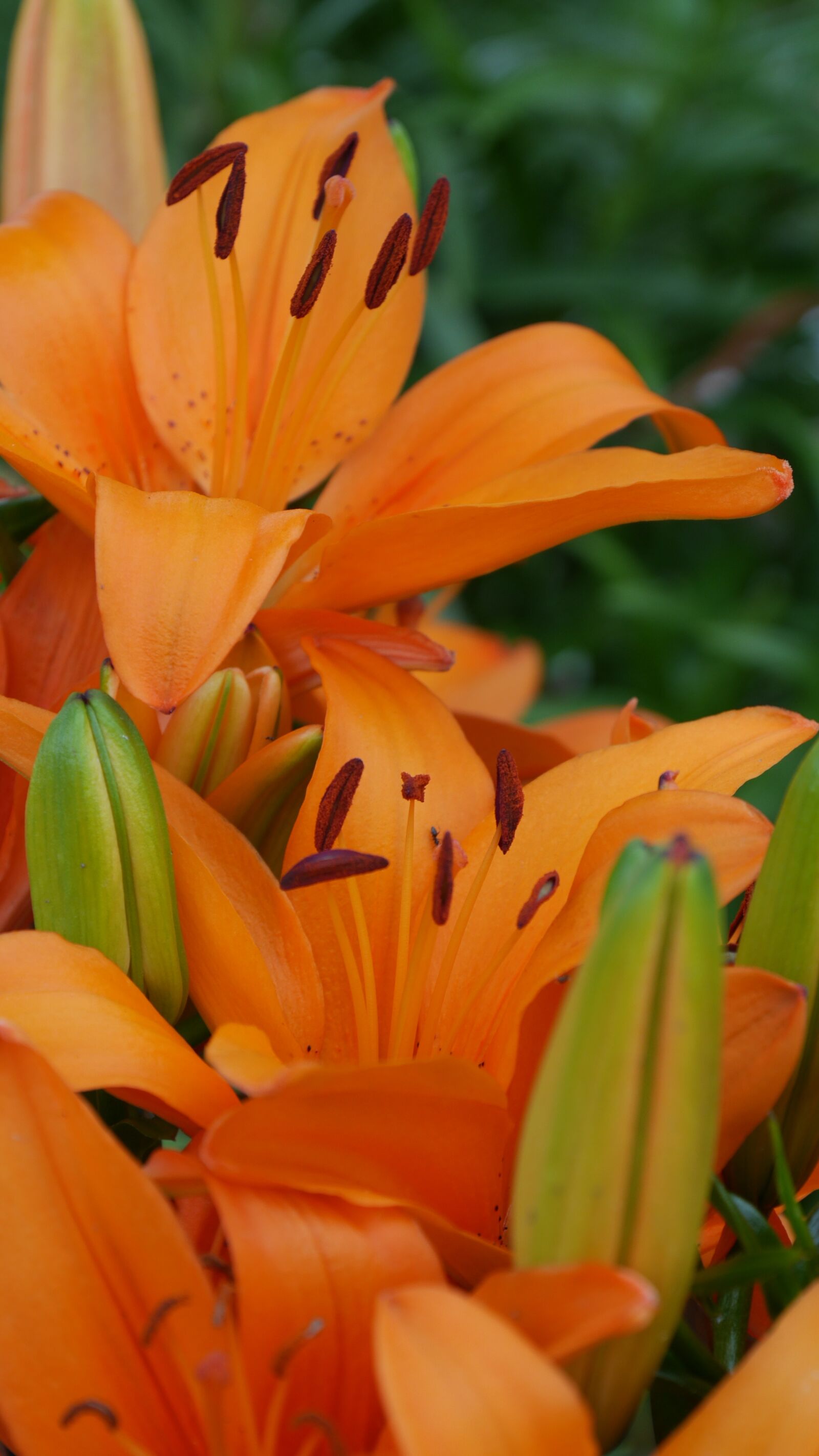 Panasonic Lumix DMC-GH3 sample photo. Lillies, flowers, orange photography