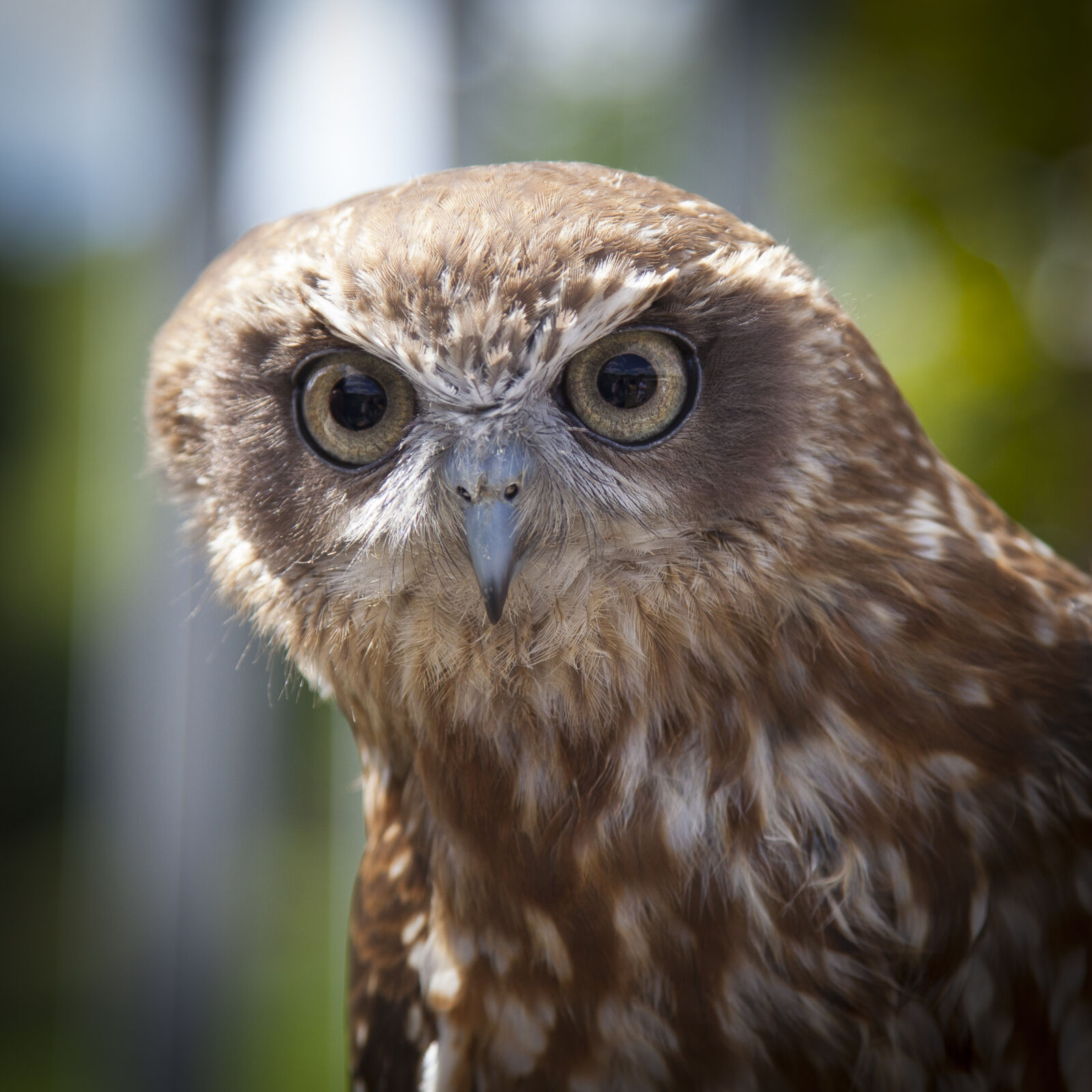 Canon EOS 5D Mark II sample photo. Nature, bird, australia, owl photography