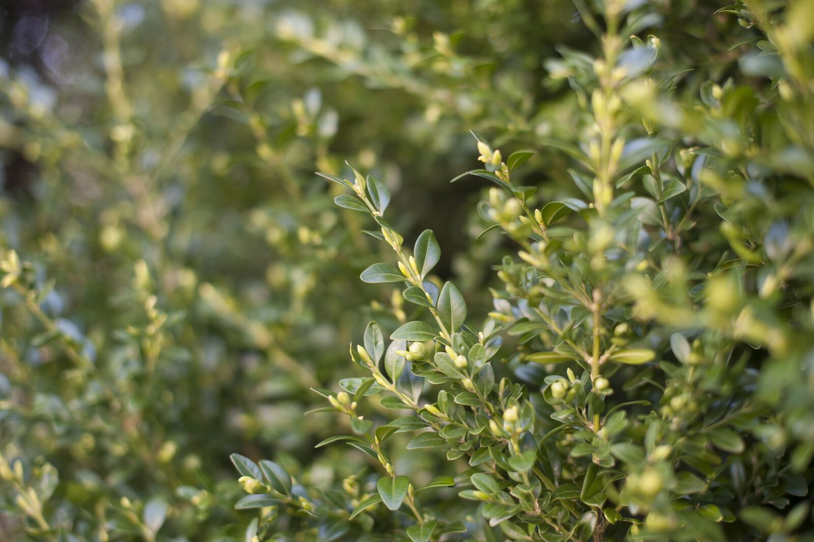 Nikon D700 sample photo. Boxwood, green, nature photography