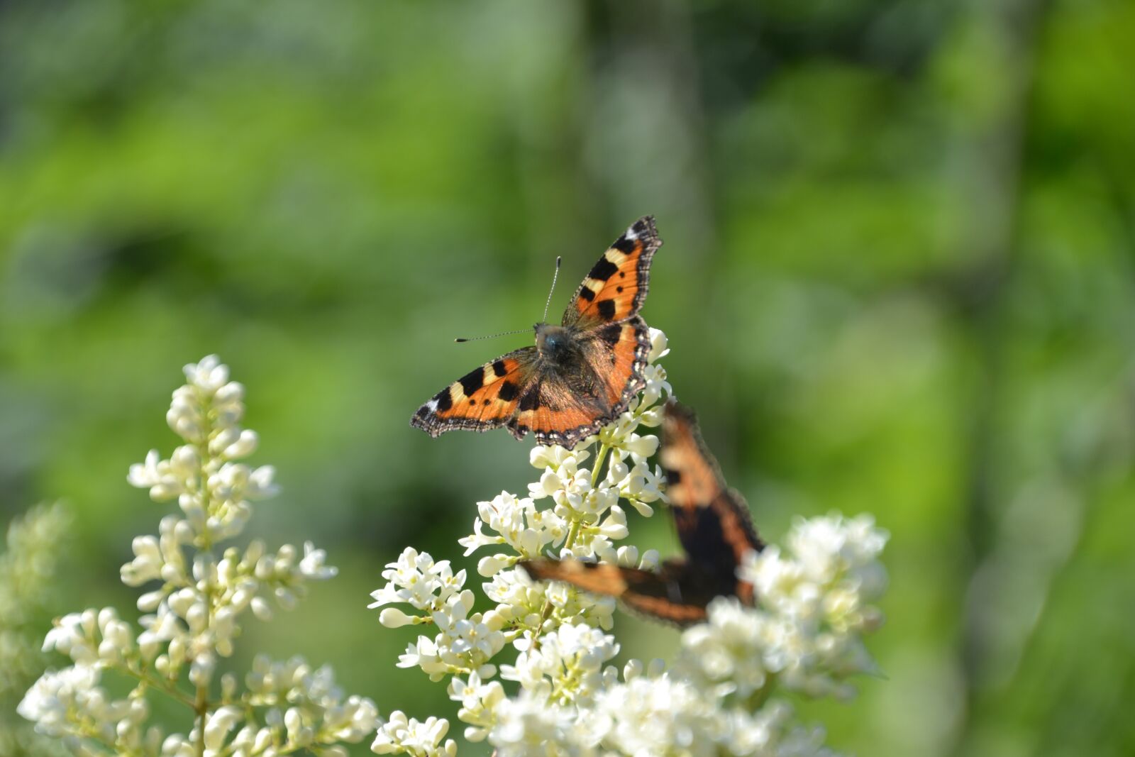 Nikon D3100 sample photo. Butterfly, admiral, insect photography