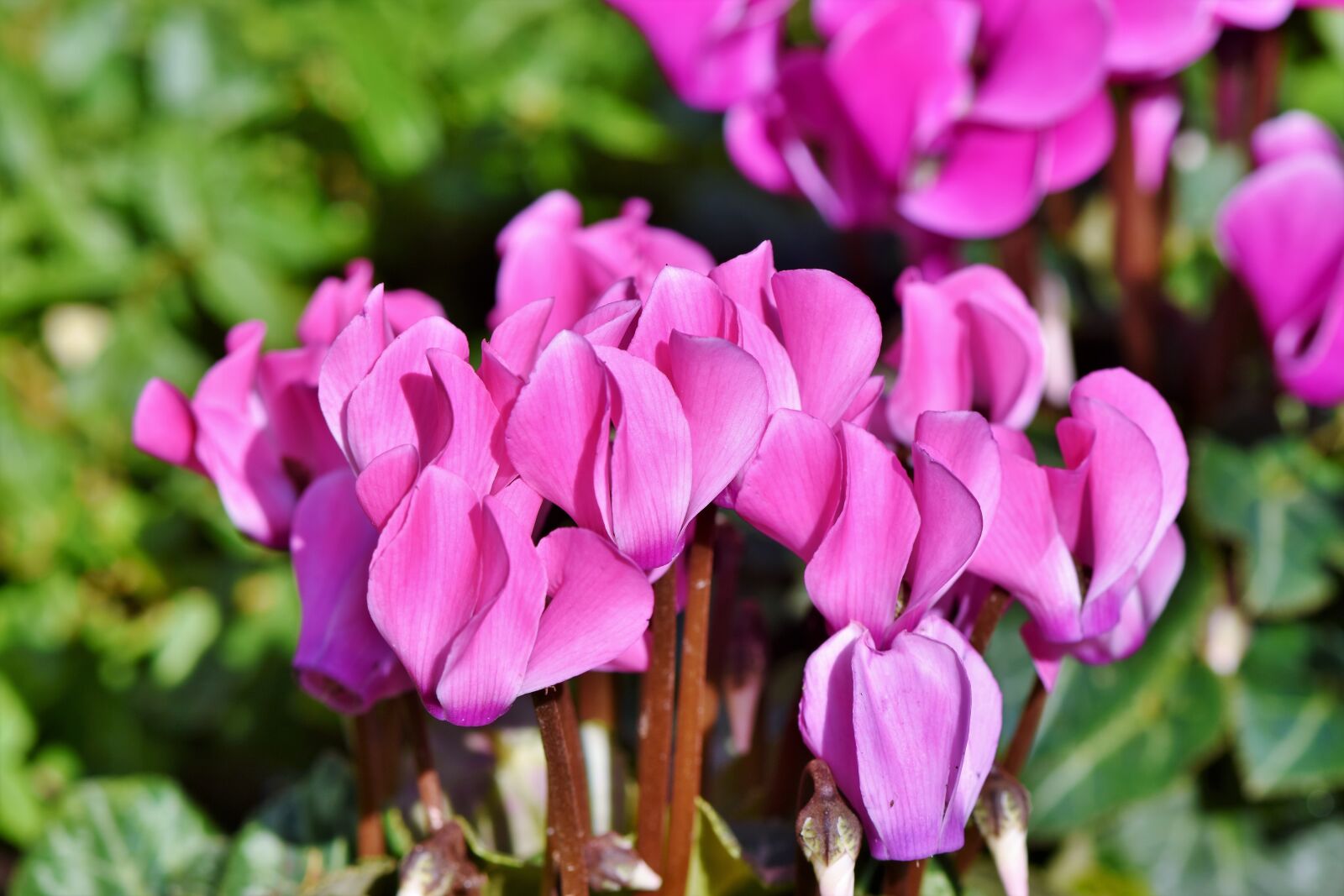 Nikon D7200 sample photo. Cyclamen, flower, plant photography