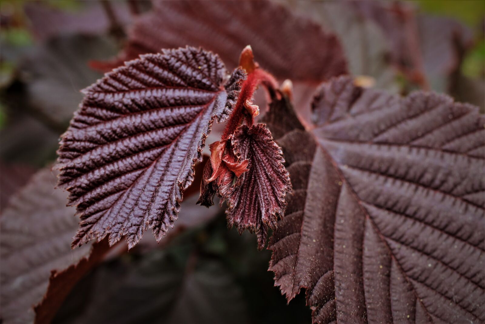 Canon EF-S 35mm F2.8 Macro IS STM sample photo. Lambert, hazel, red photography